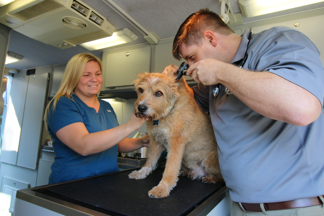 MobileVet Chesterfield