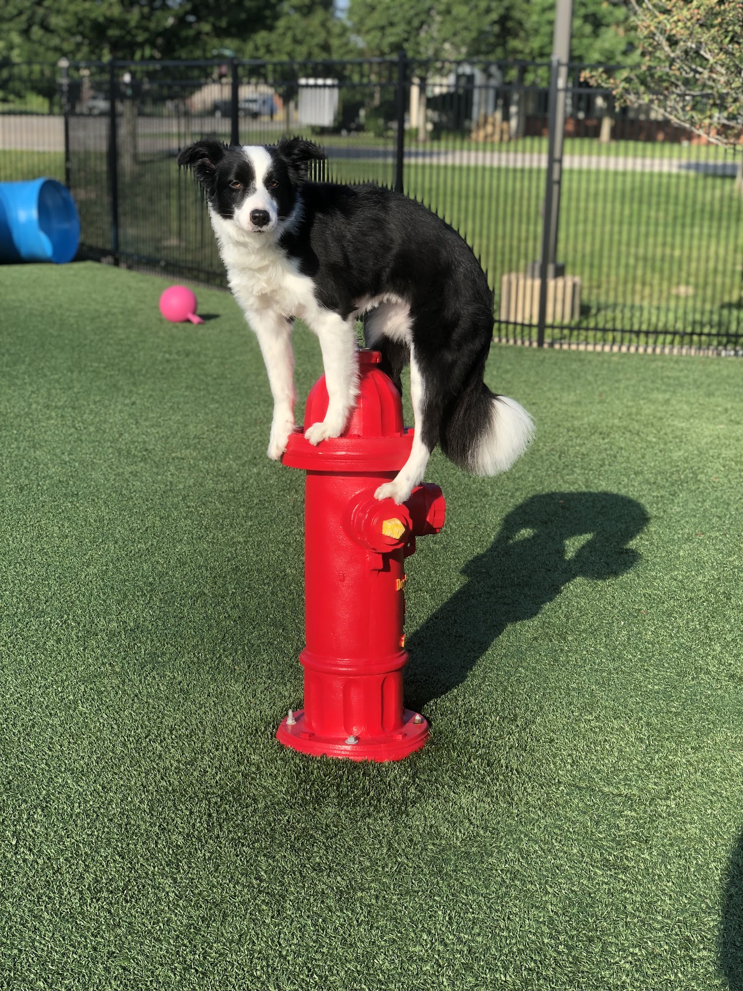 Pets & Company LLC Chesterfield