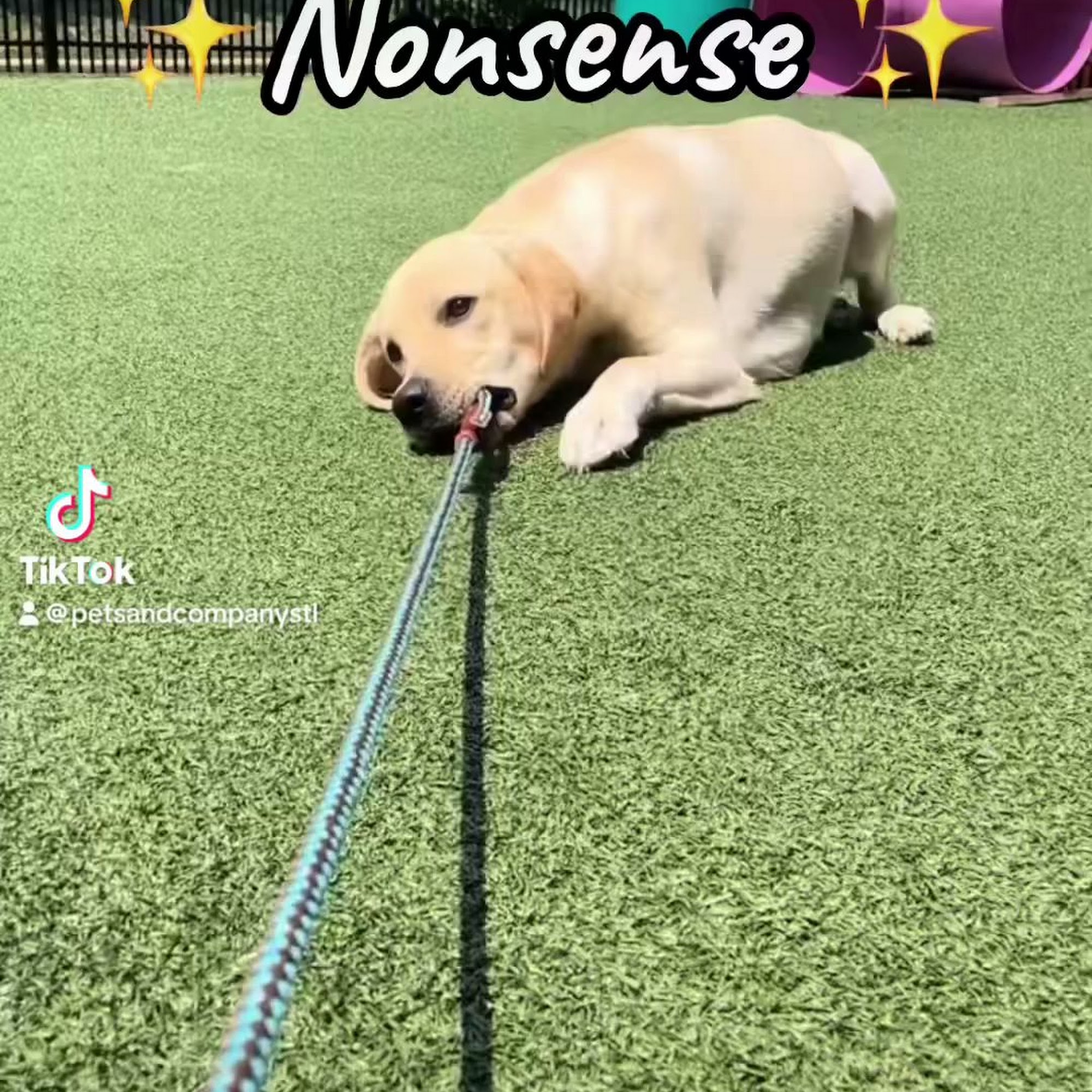 Pets & Company LLC Chesterfield