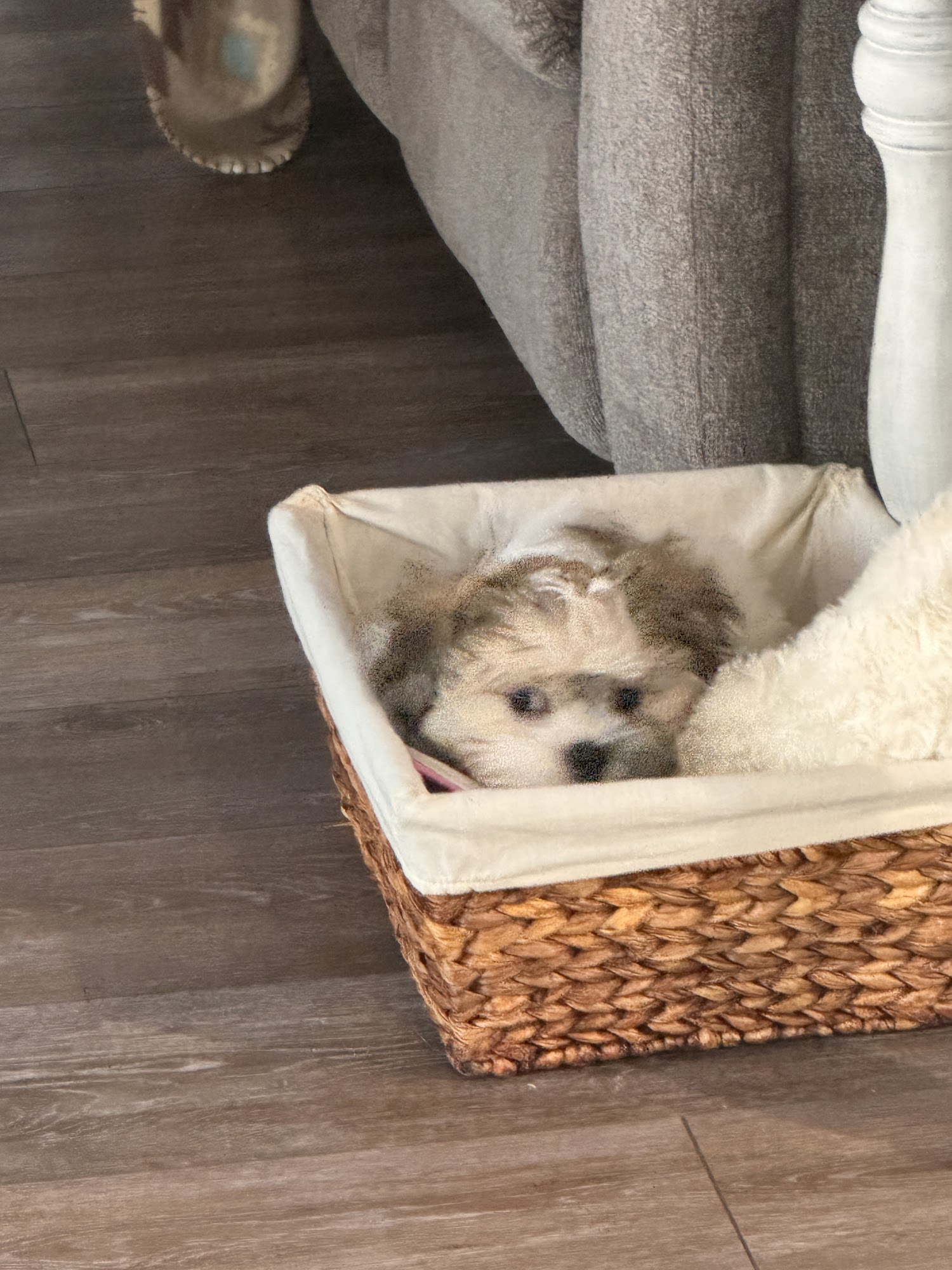 Doggie Door Chillicothe