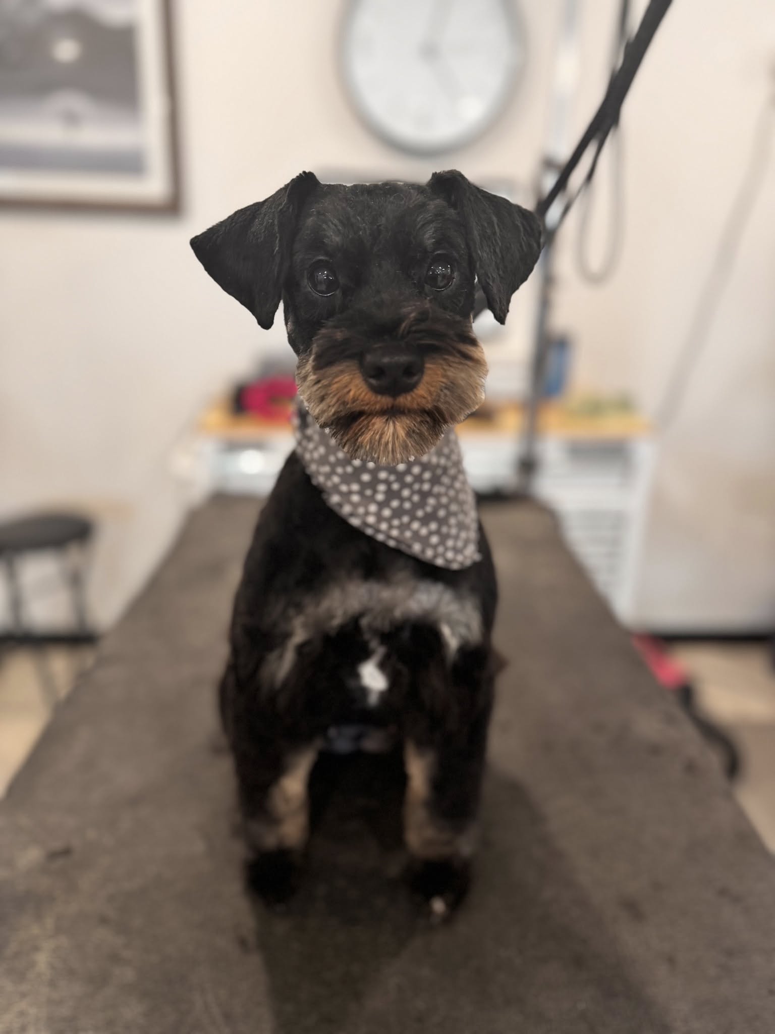 Dapper Blue Grooming Chillicothe