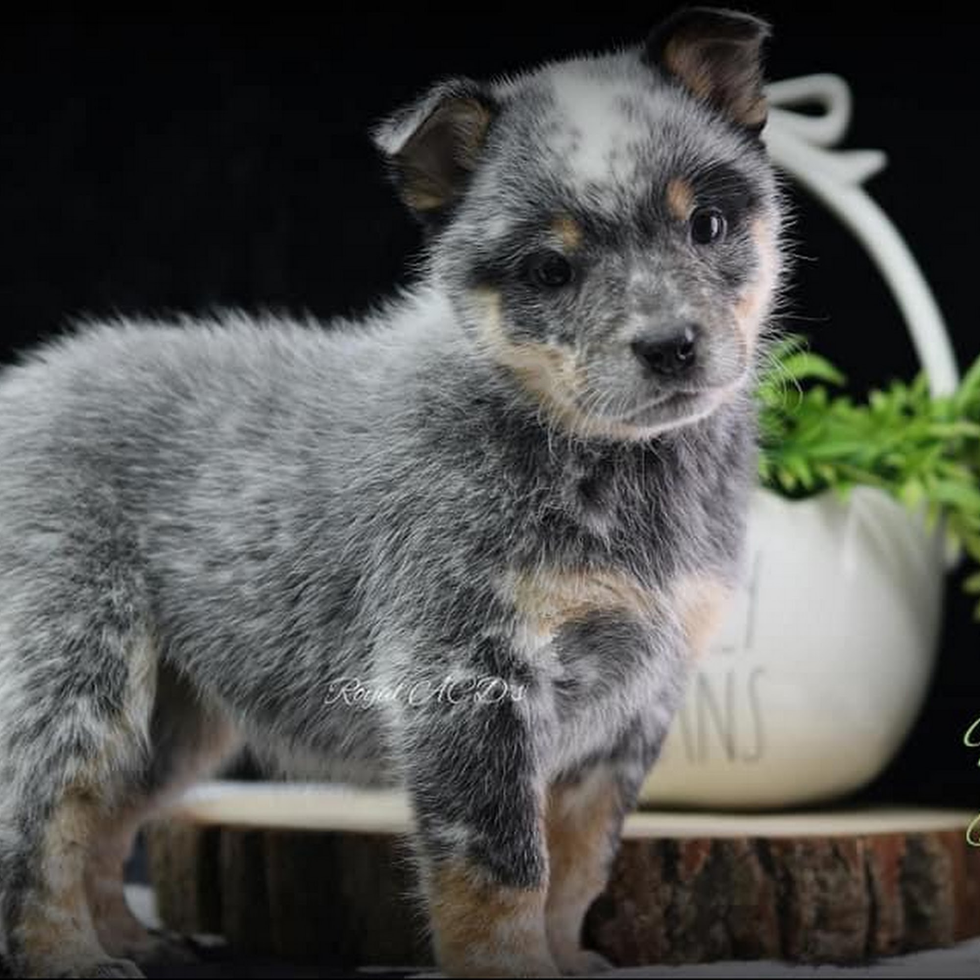Royal Australian Cattle Dogs Chillicothe