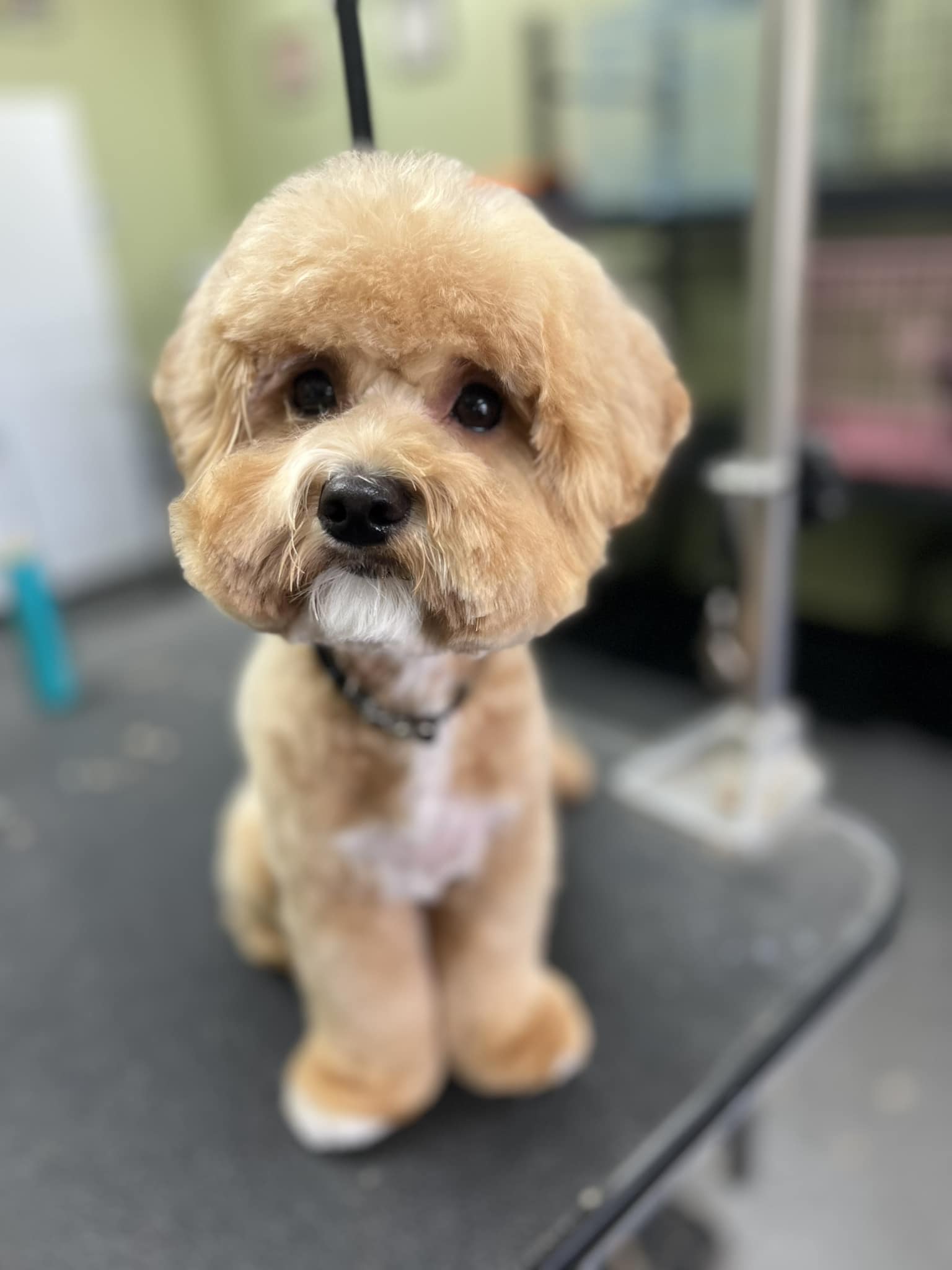 Salon K-Nyne Clayton