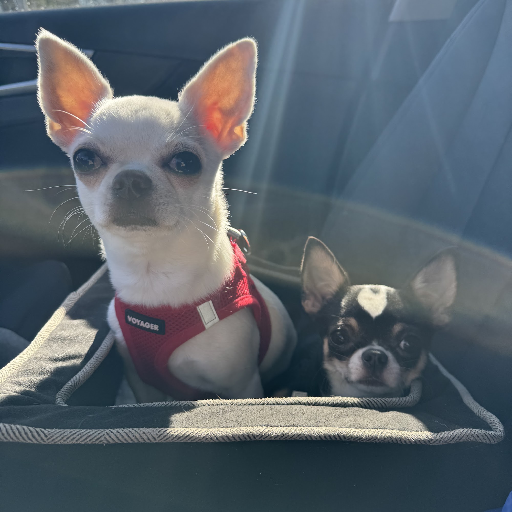 MetroVet St. Louis Clayton