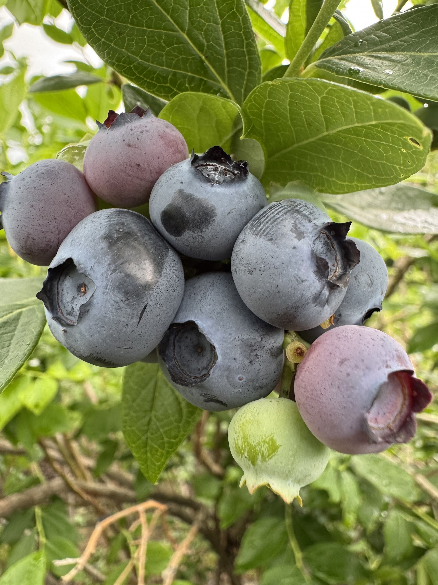 The Berry Patch Menu