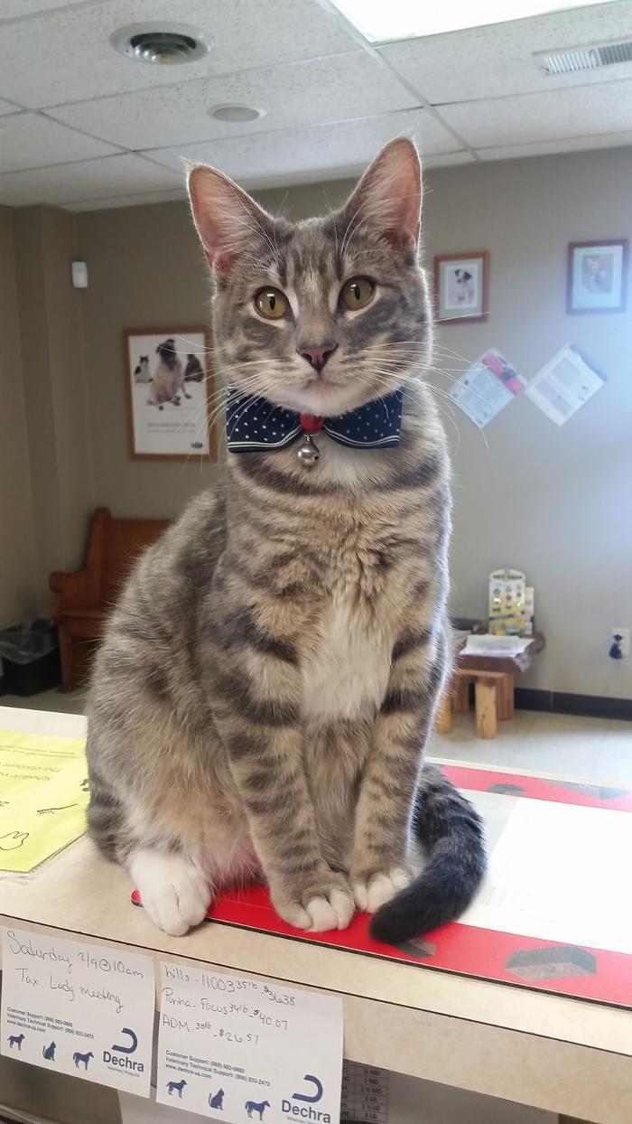 Golden Valley Animal Clinic Clinton