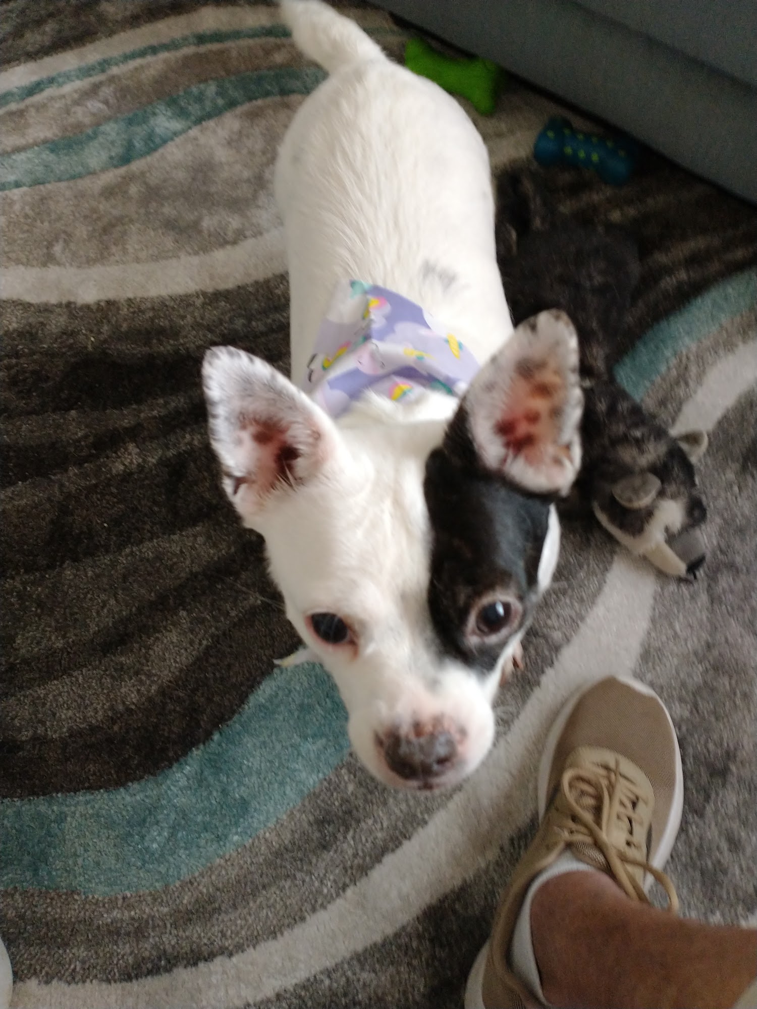 Golden Valley Animal Hospital Clinton