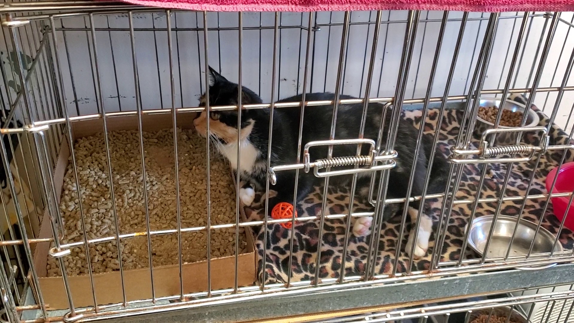 Clinton Animal Shelter (Missouri) Clinton