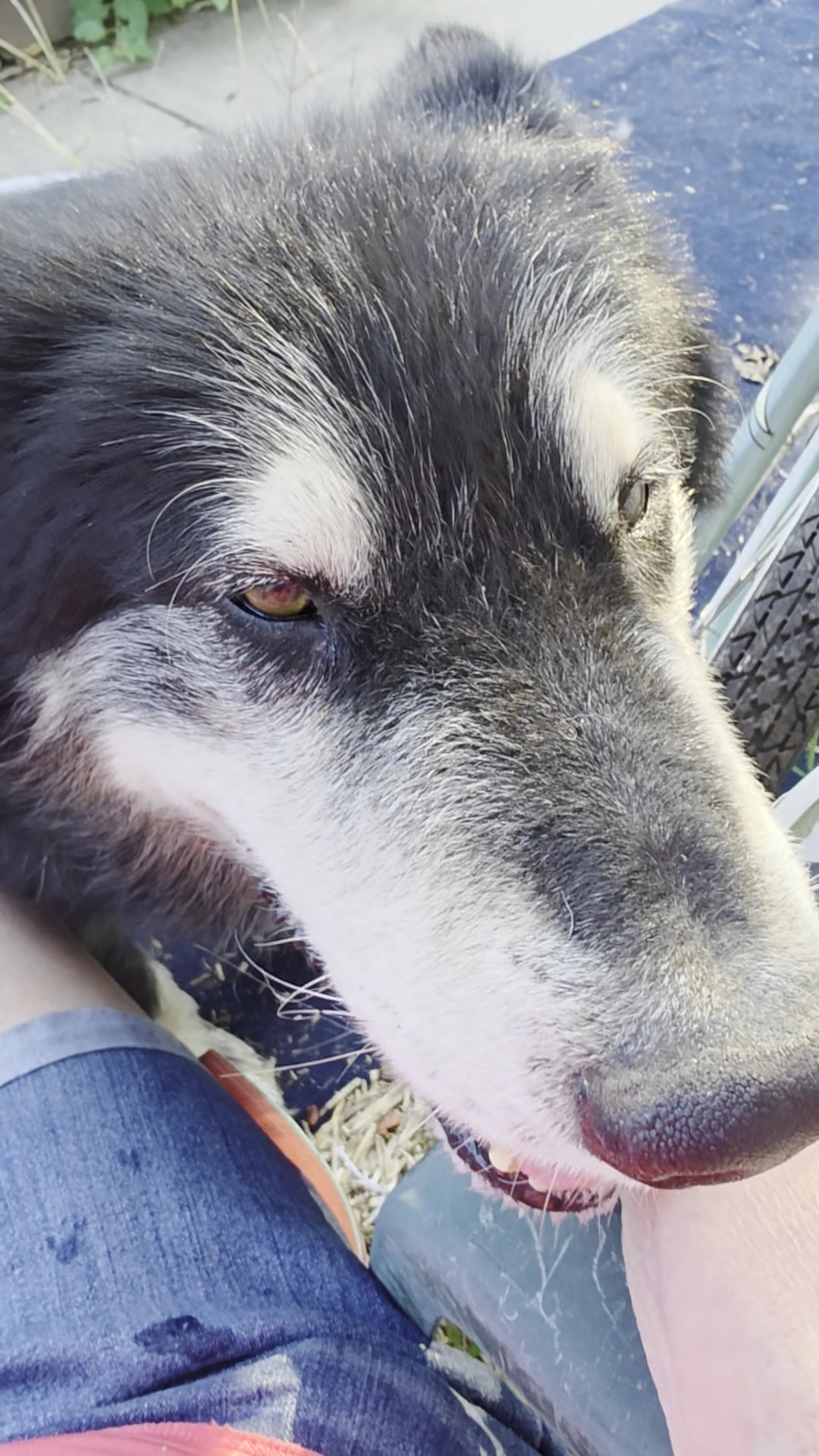 Clinton Animal Shelter (Missouri) Clinton