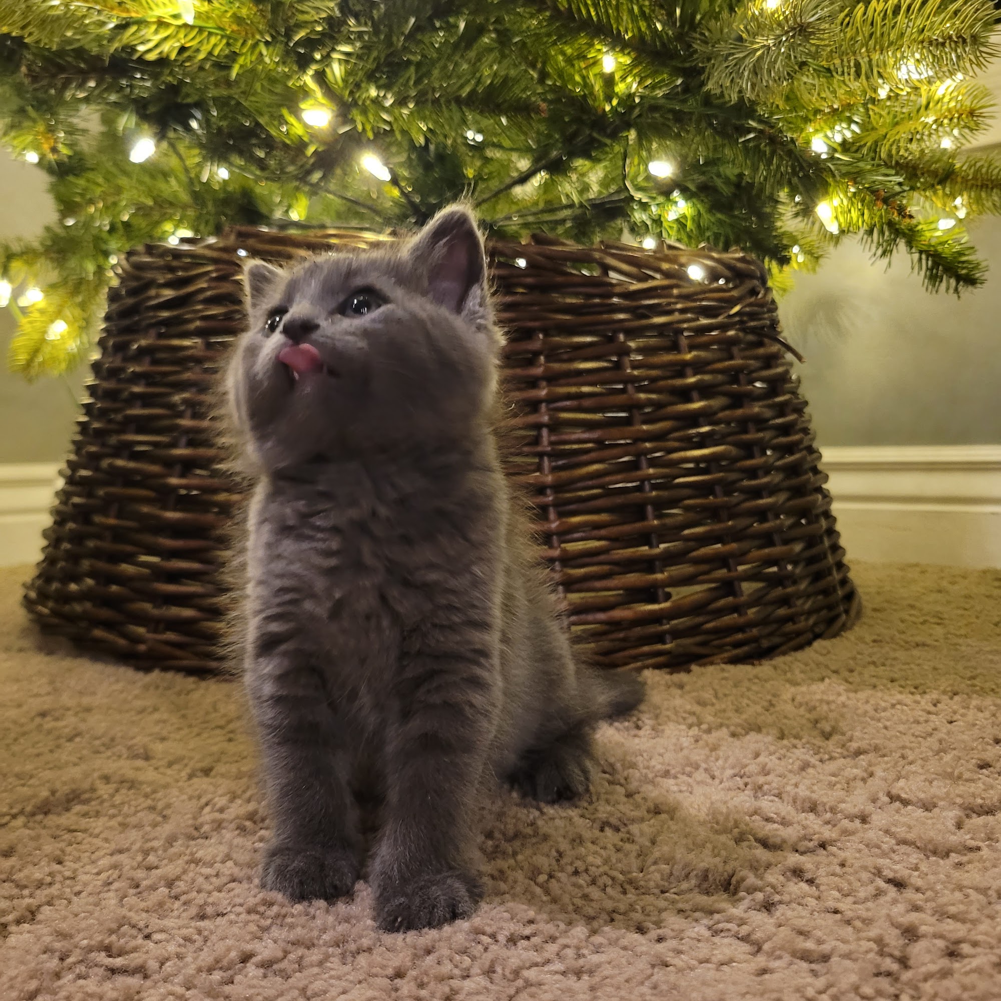 Forum Animal Hospital Columbia