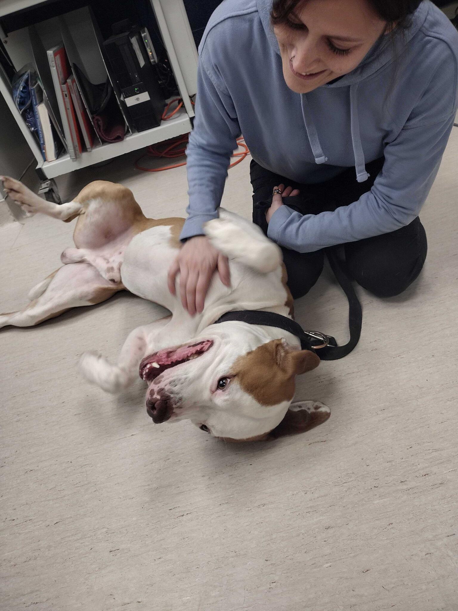 Horton Animal Hospital-Northeast Columbia