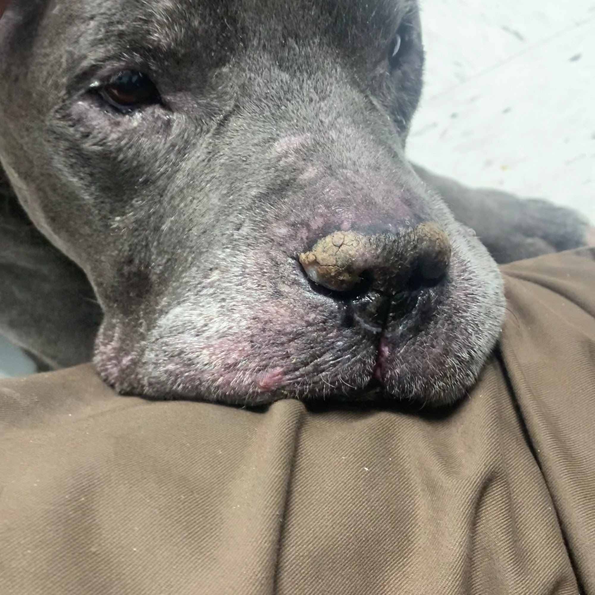 Columbia Animal Hospital Columbia