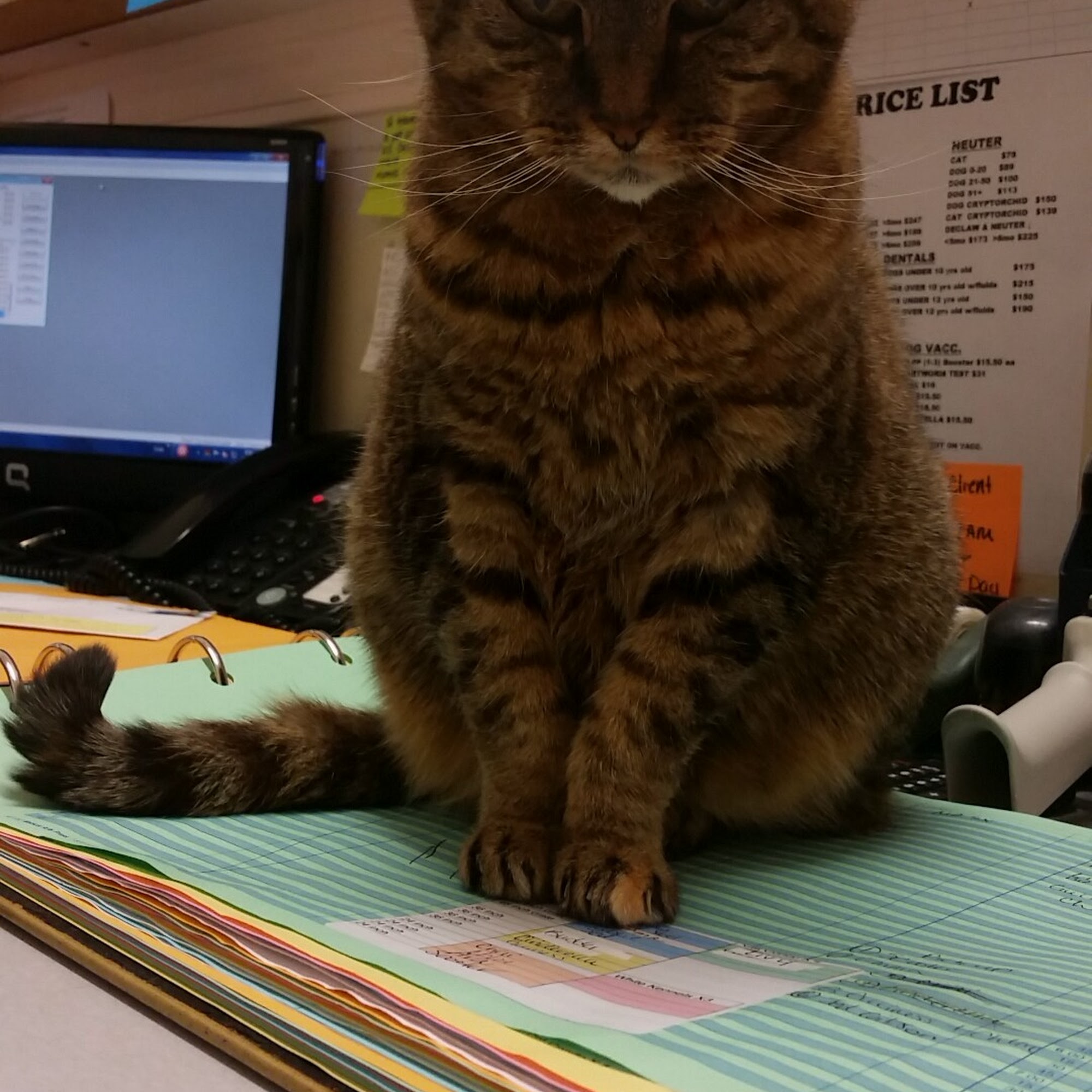 Peach Tree Animal Hospital Columbia