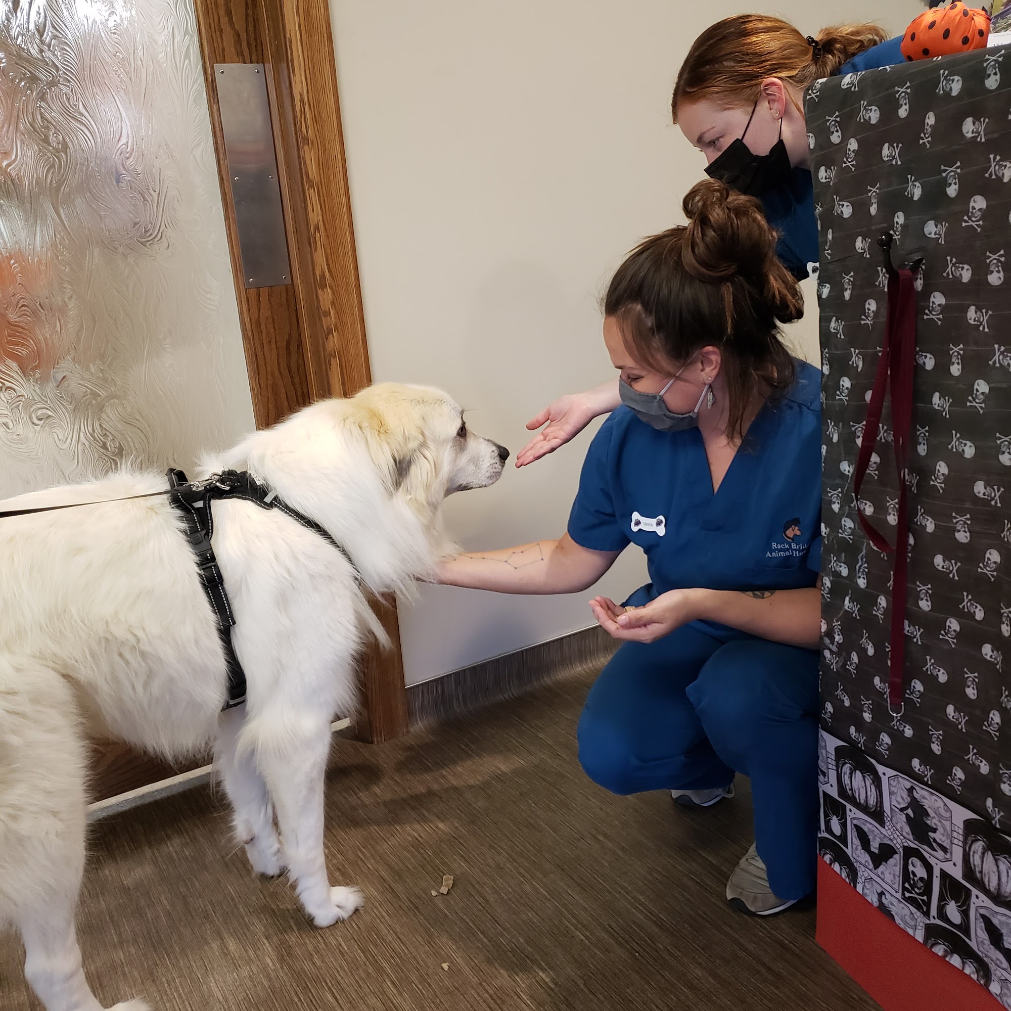 Rock Bridge Animal Hospital Columbia