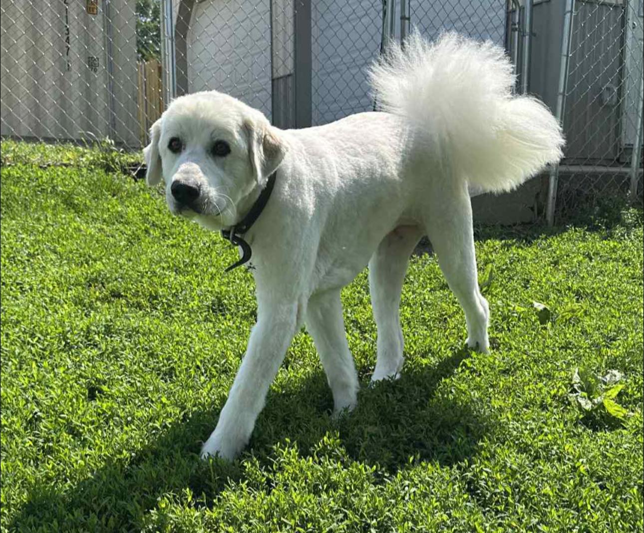 All Dogs-N-Cats Columbia