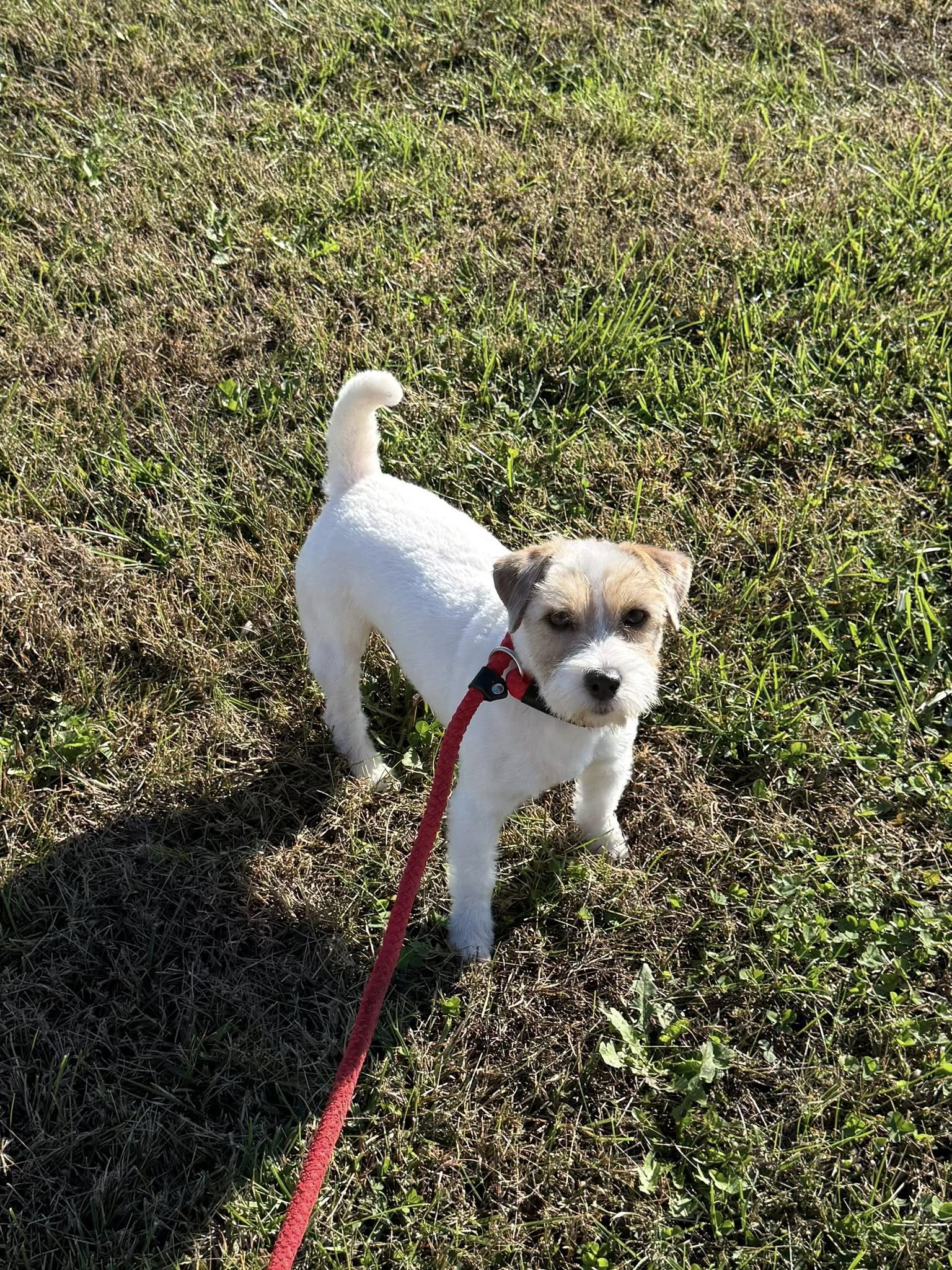 All Dogs-N-Cats Columbia