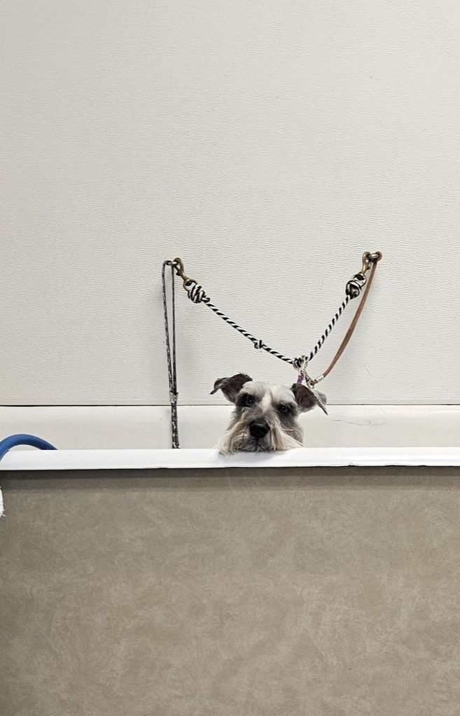 Four Paws Grooming Inc Columbia