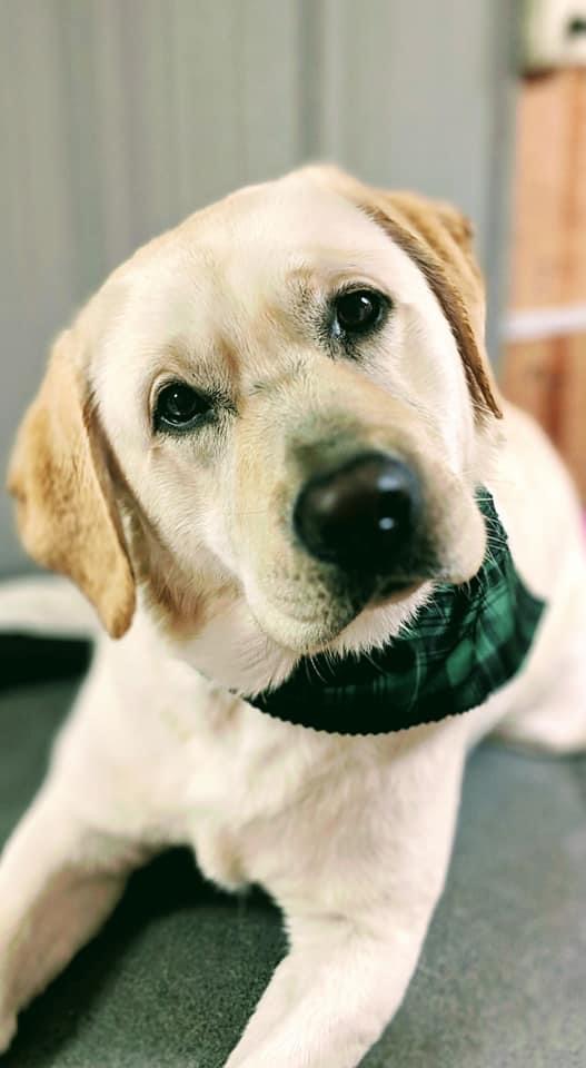 Shampooches Grooming Columbia