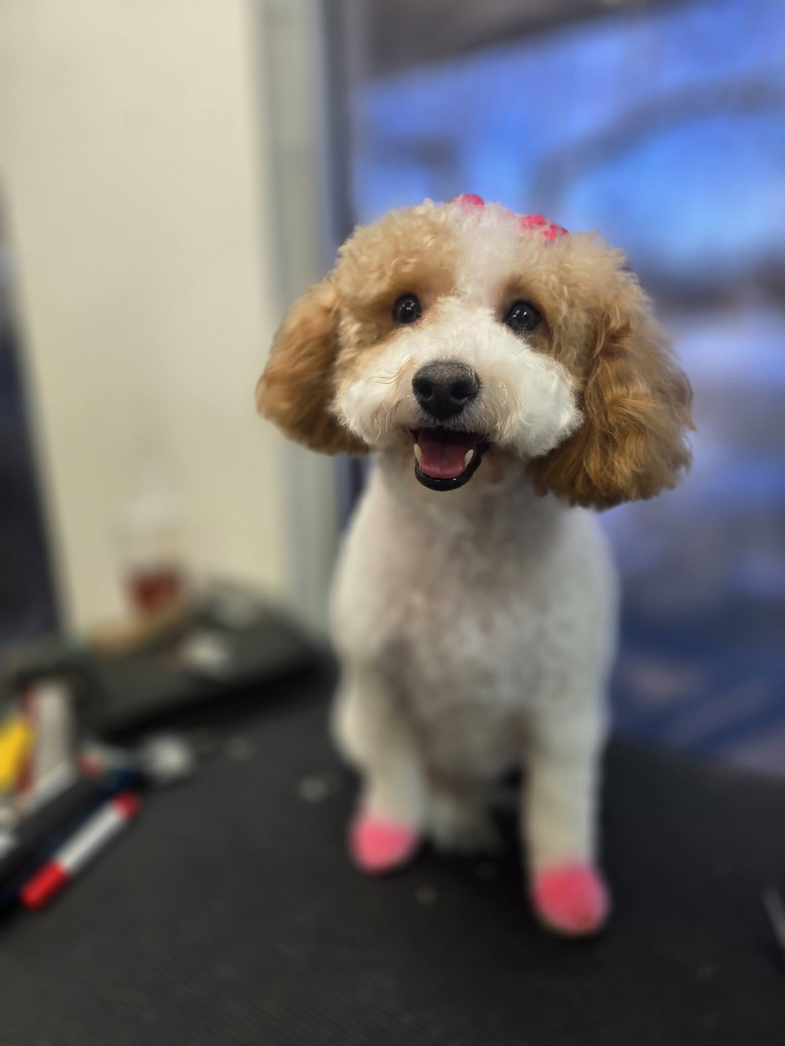 Shampooches Grooming Columbia