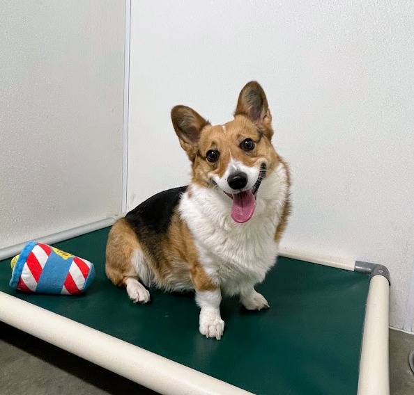 Lucky Dog Paws, LLC. Dog Boarding Service Columbia