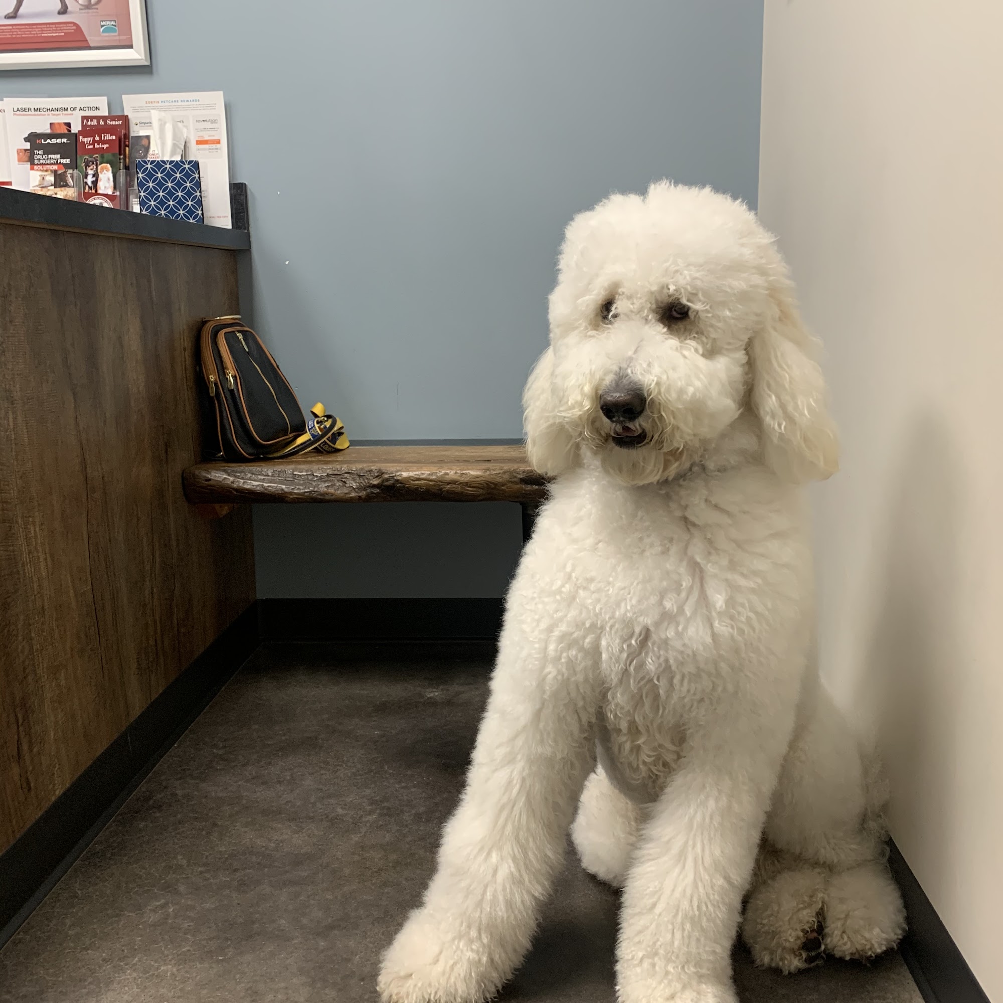 McCauley Animal Clinic Cottleville