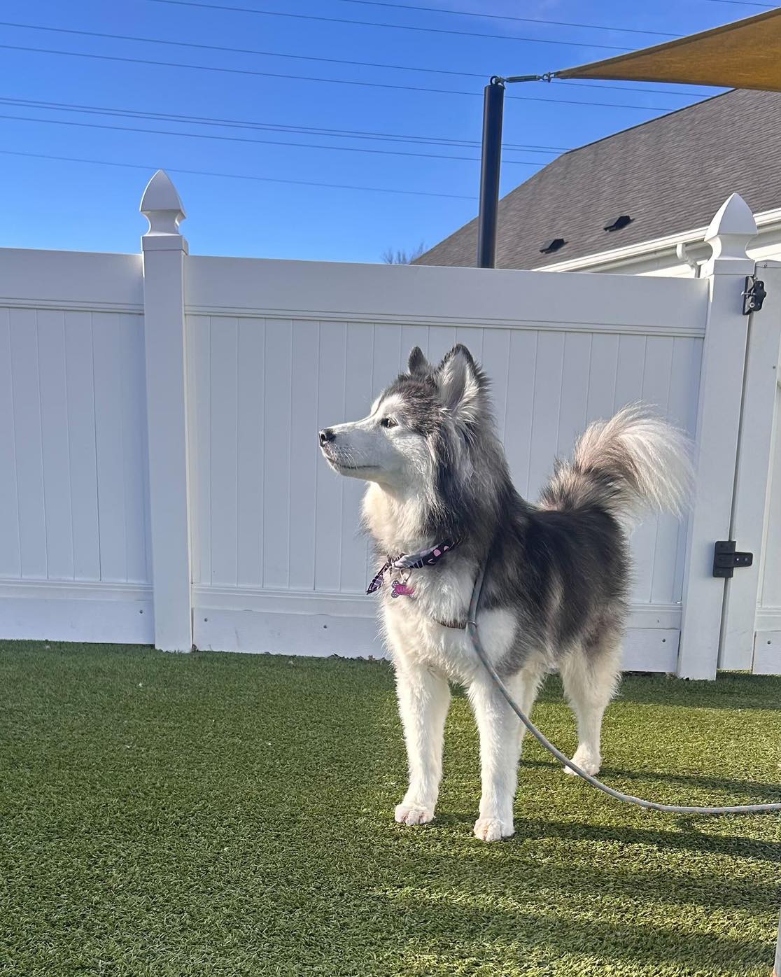 Yuppy Puppy Pet Spa Cottleville