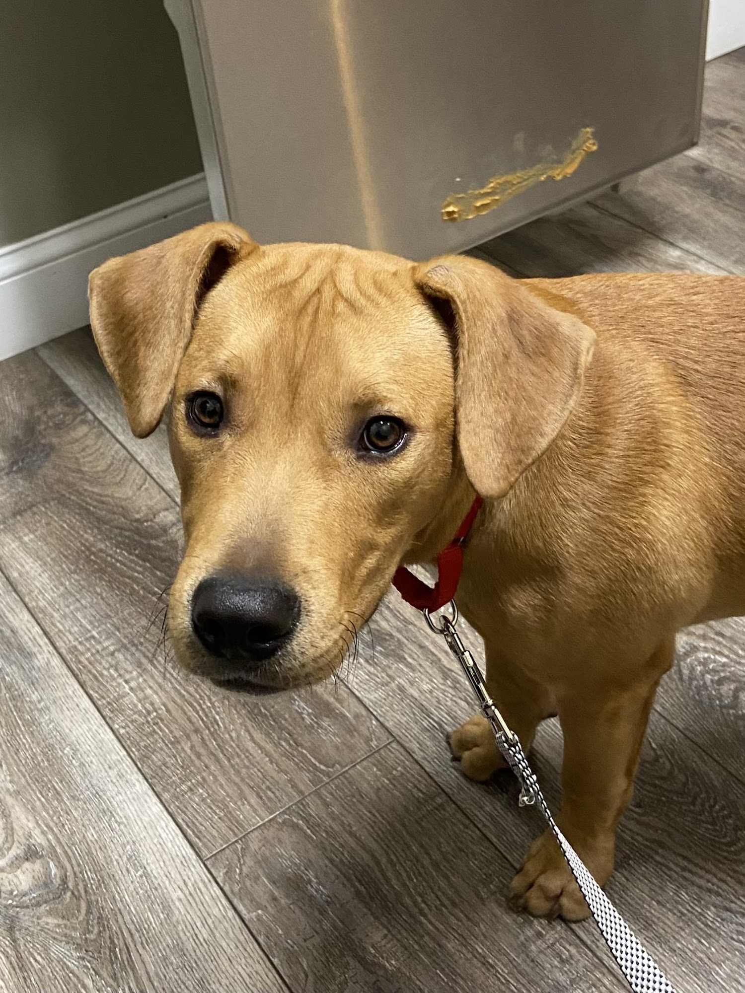 The Pet Doctor - Cottleville Cottleville