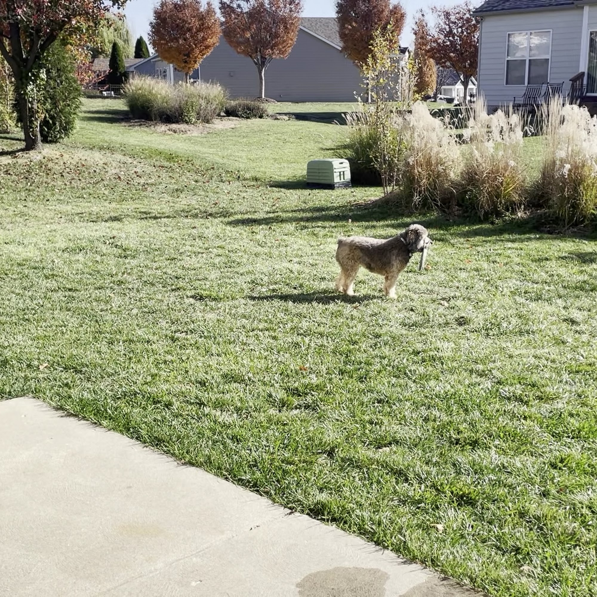 The Pet Doctor - Cottleville Cottleville