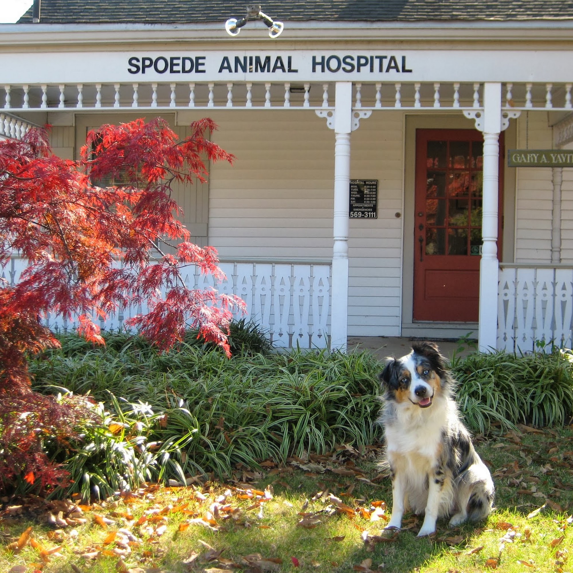 Spoede Animal Hospital Creve Coeur