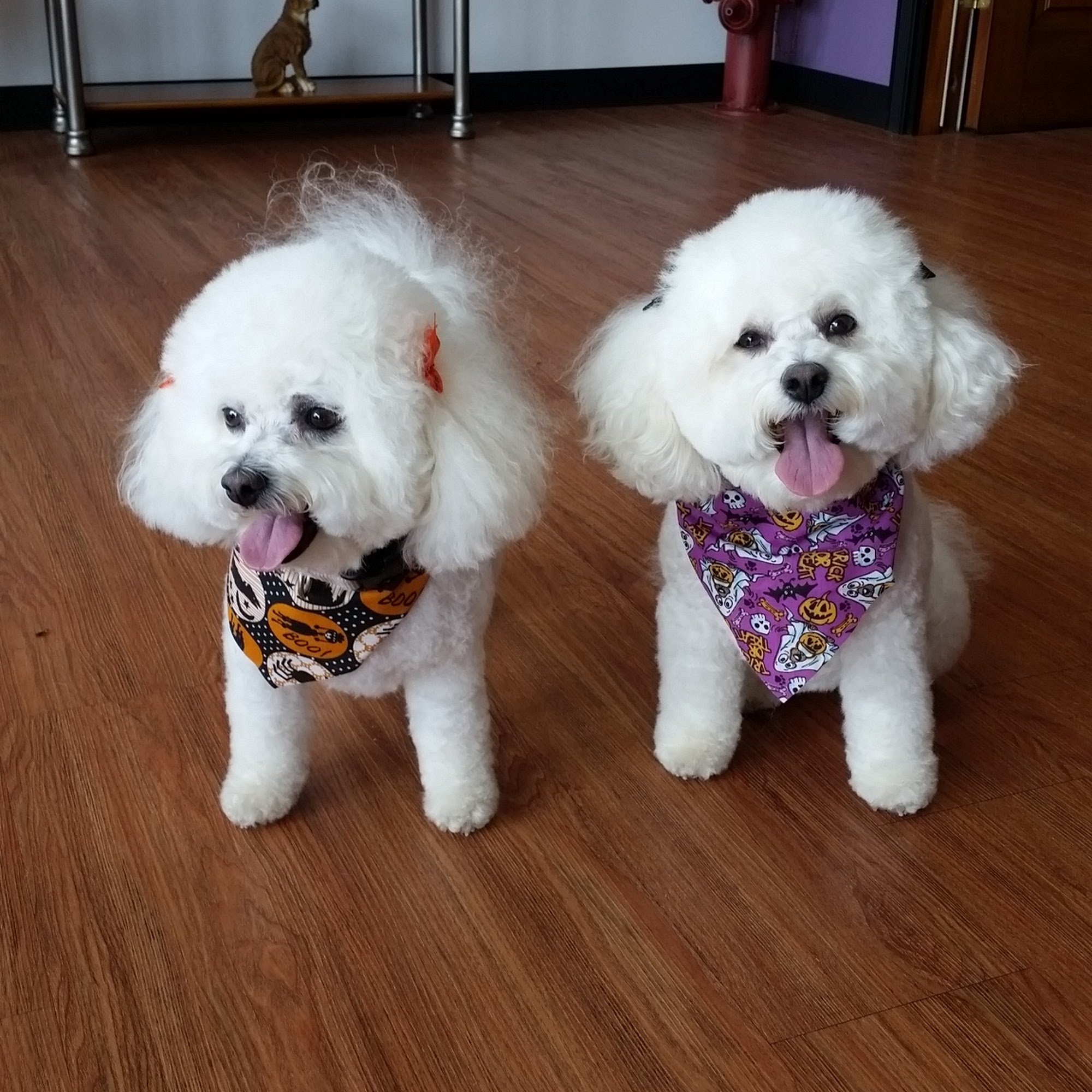 HERITAGE GROOMING Creve Coeur