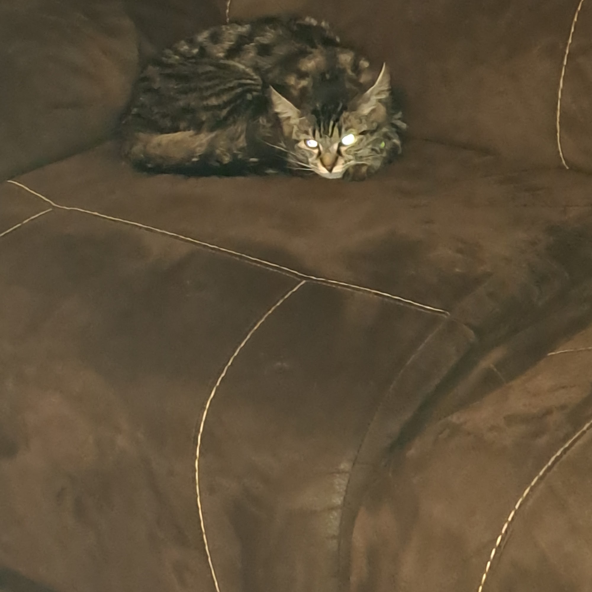 Cuba Veterinary Clinic Inc Cuba