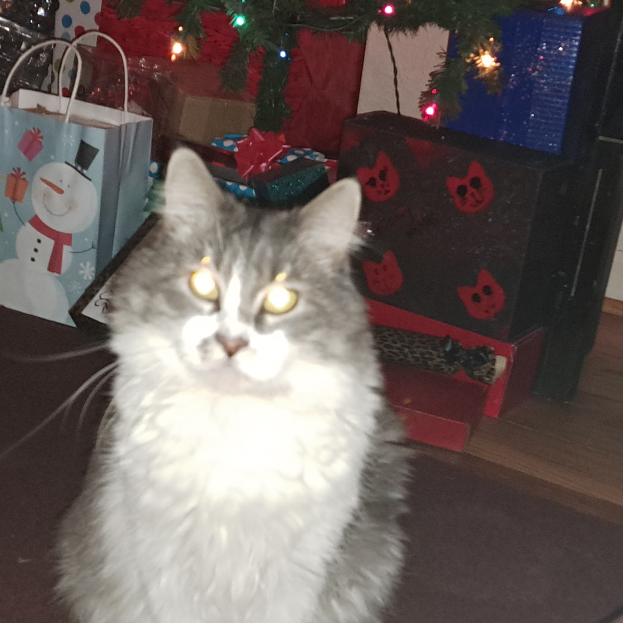 Swope KC & Melanie Dvm's Cuba