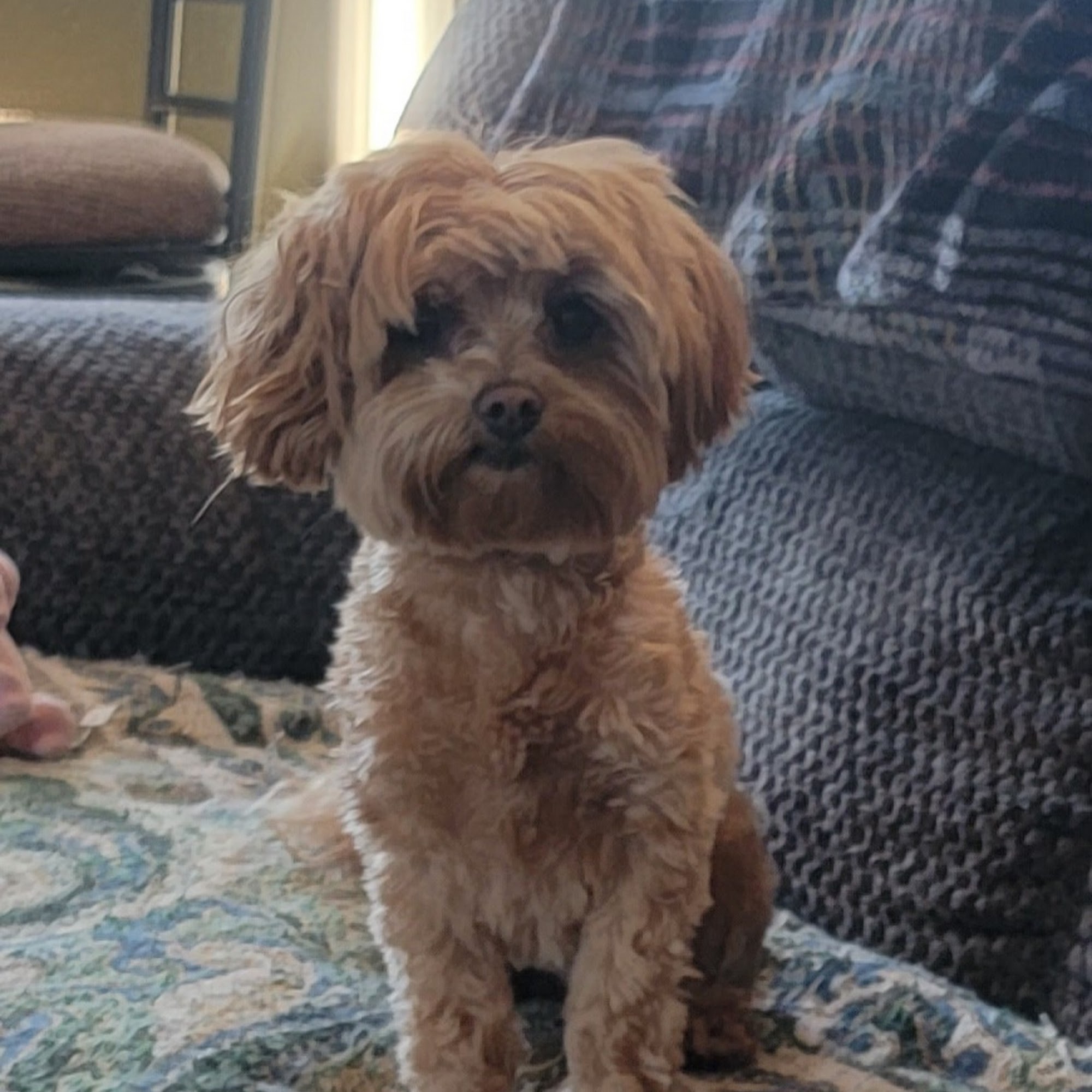 Bath 'n' Doggie Works De Soto