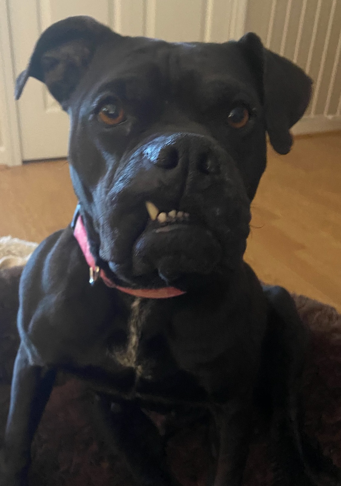 New Melle Animal Hospital Defiance