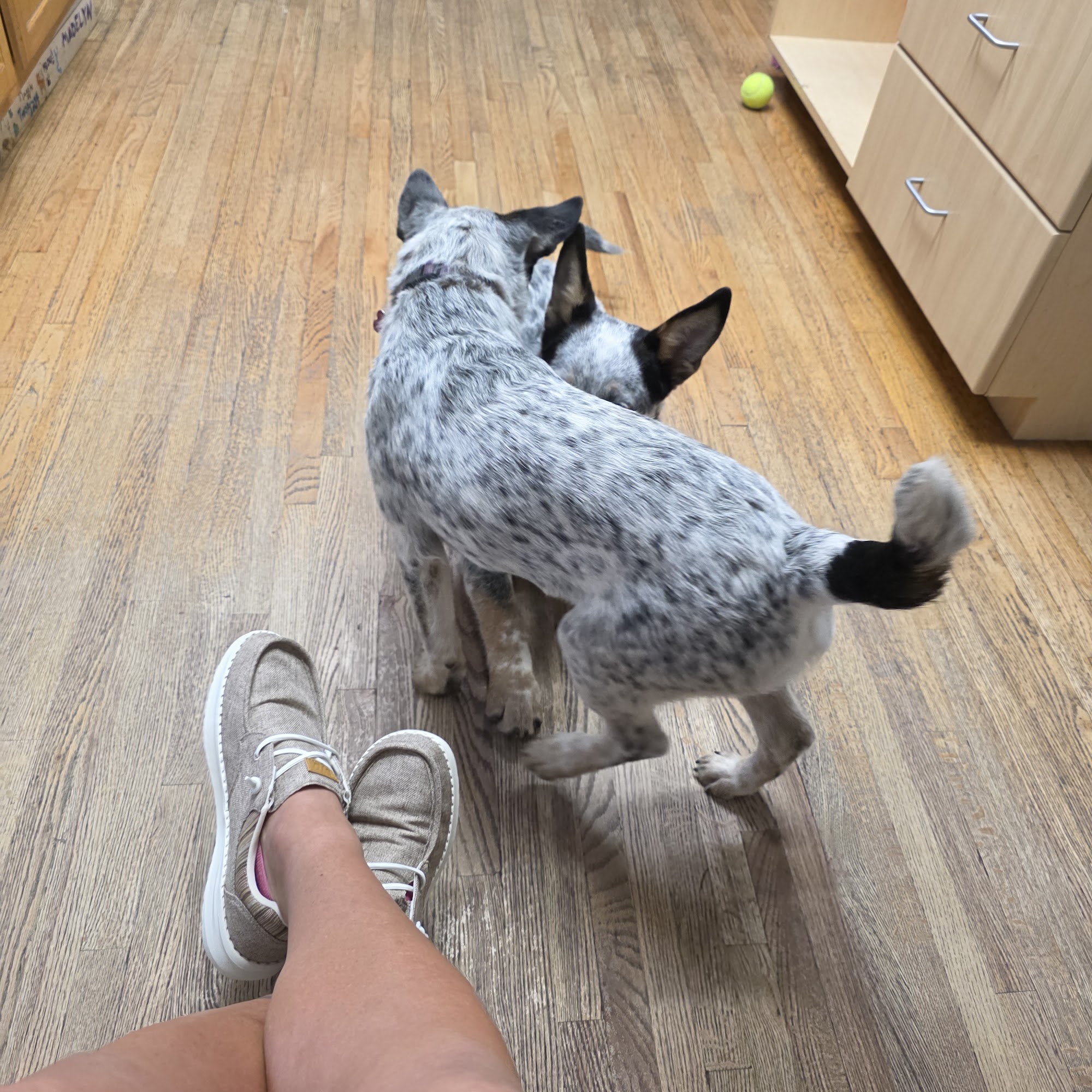 New Melle Animal Hospital Defiance