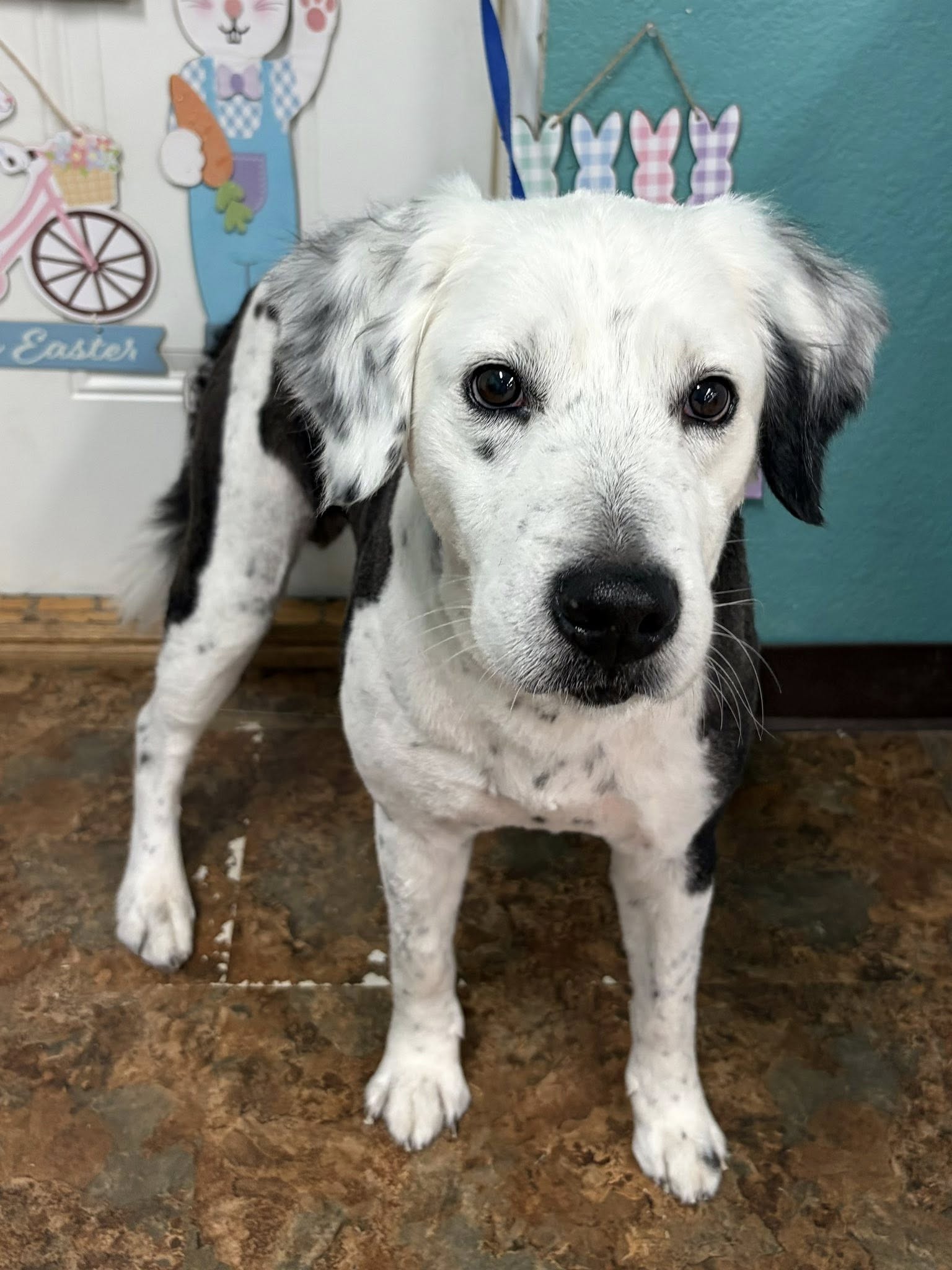 Muddy Paws LLC Dexter