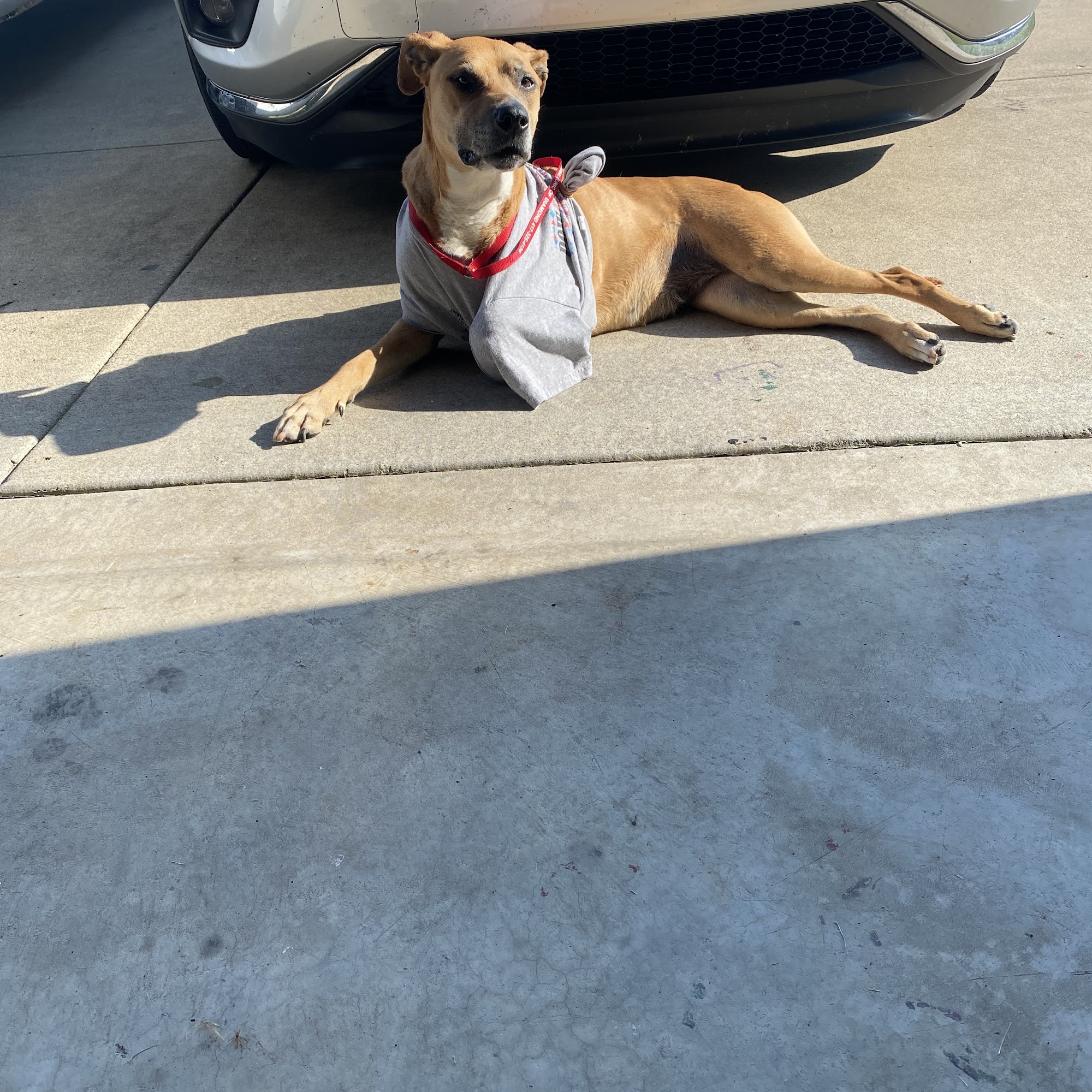 Animal Clinic of Diamond, LLC Diamond