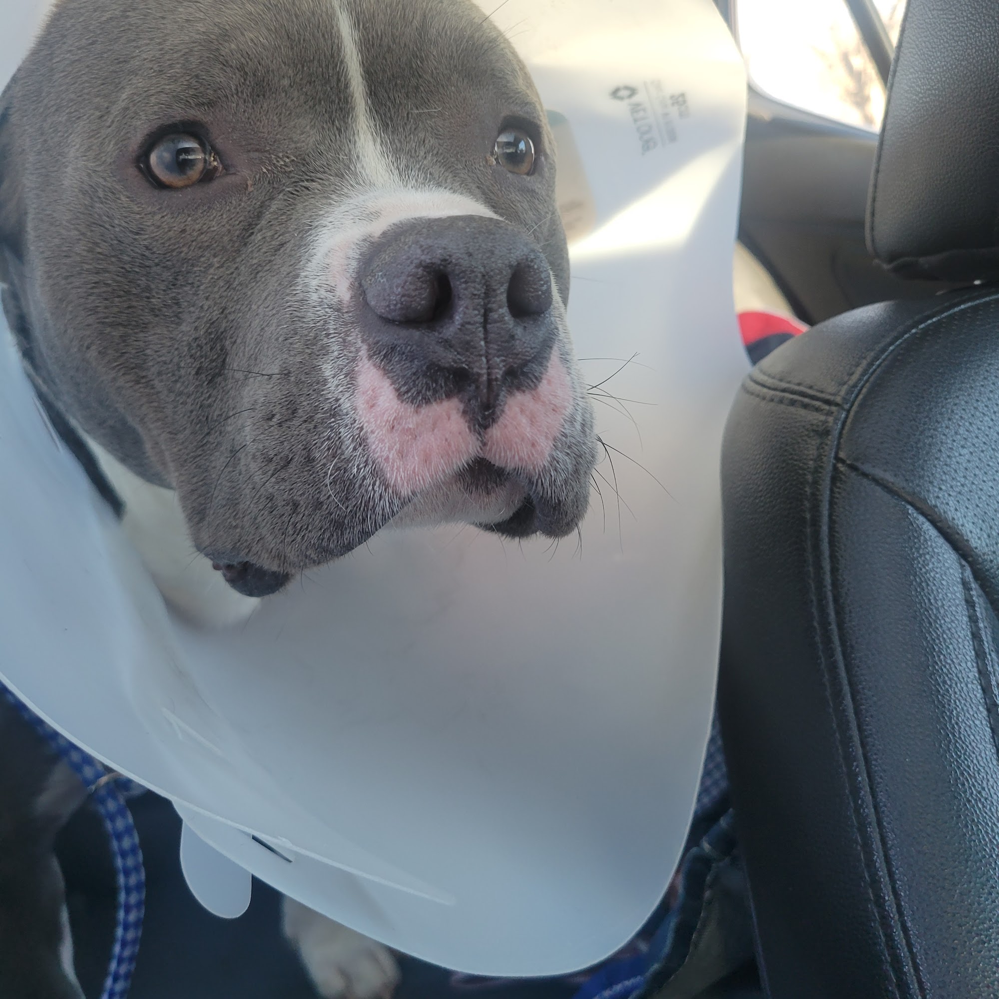 Drexel Veterinary Clinic Drexel