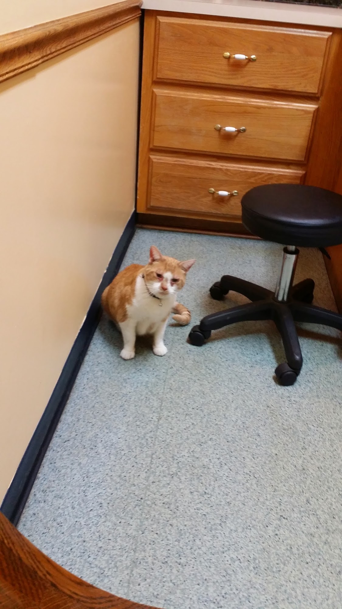 Lake Pet Hospital Inc Eldon