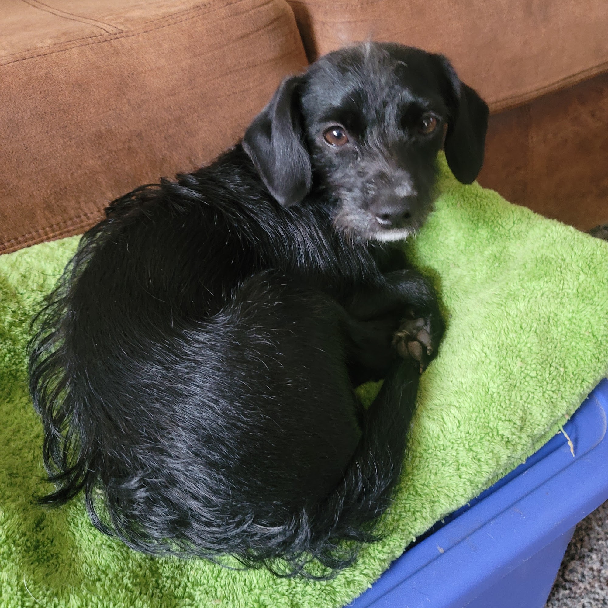 Eileen's Pet Grooming Eldon