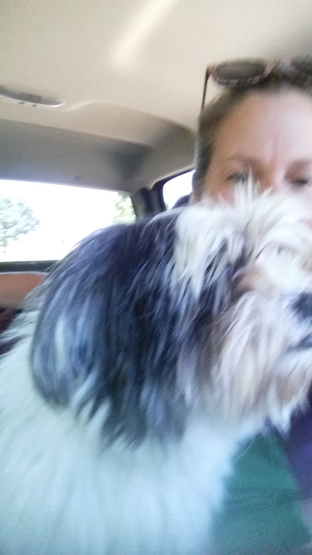 Eileen's Pet Grooming Eldon