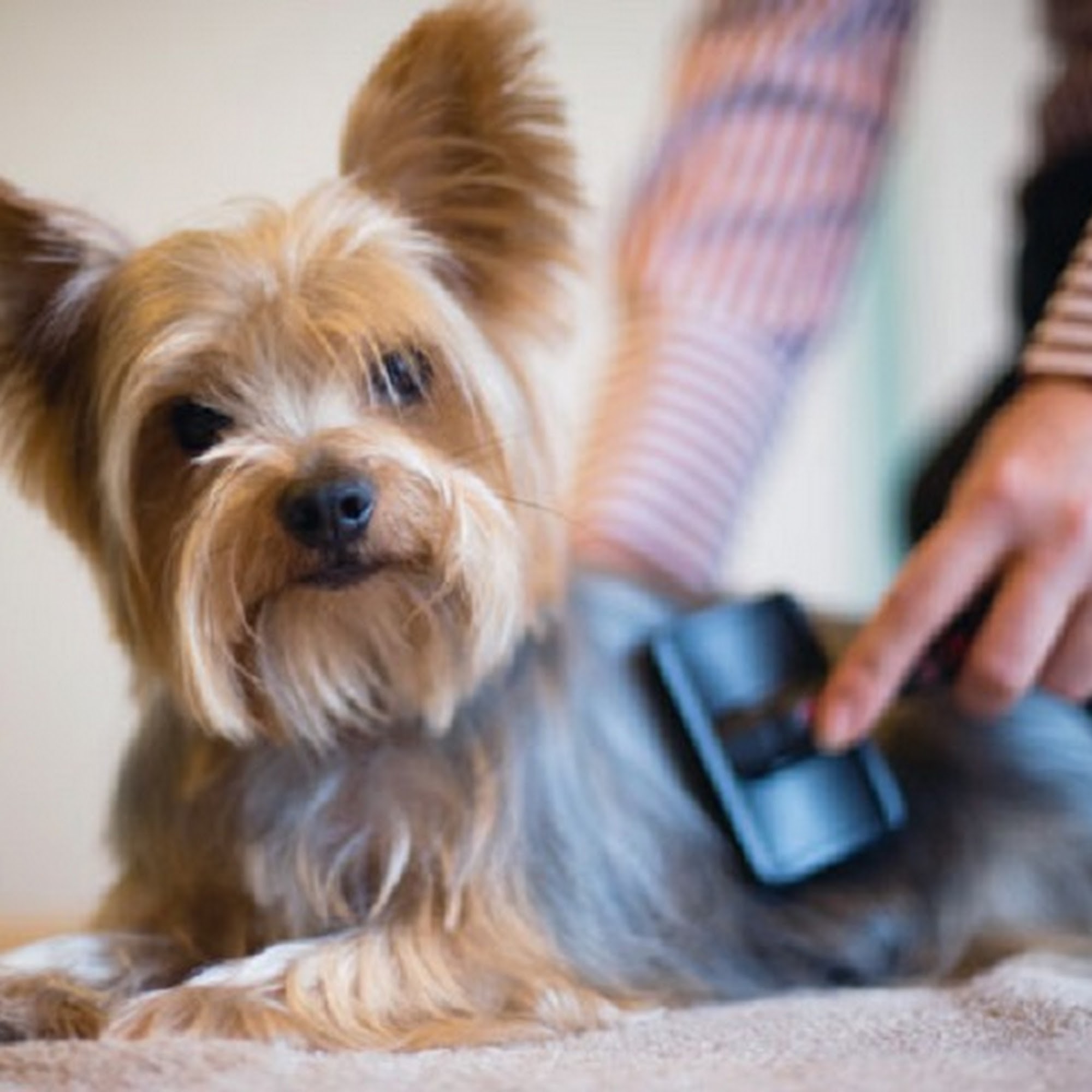 Zoey's K-9 Kutz Eldon
