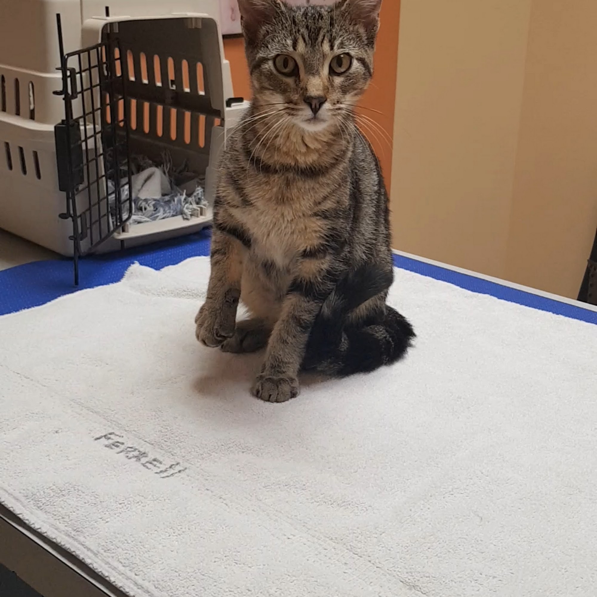 Ellisville Veterinary Hospital Ellisville