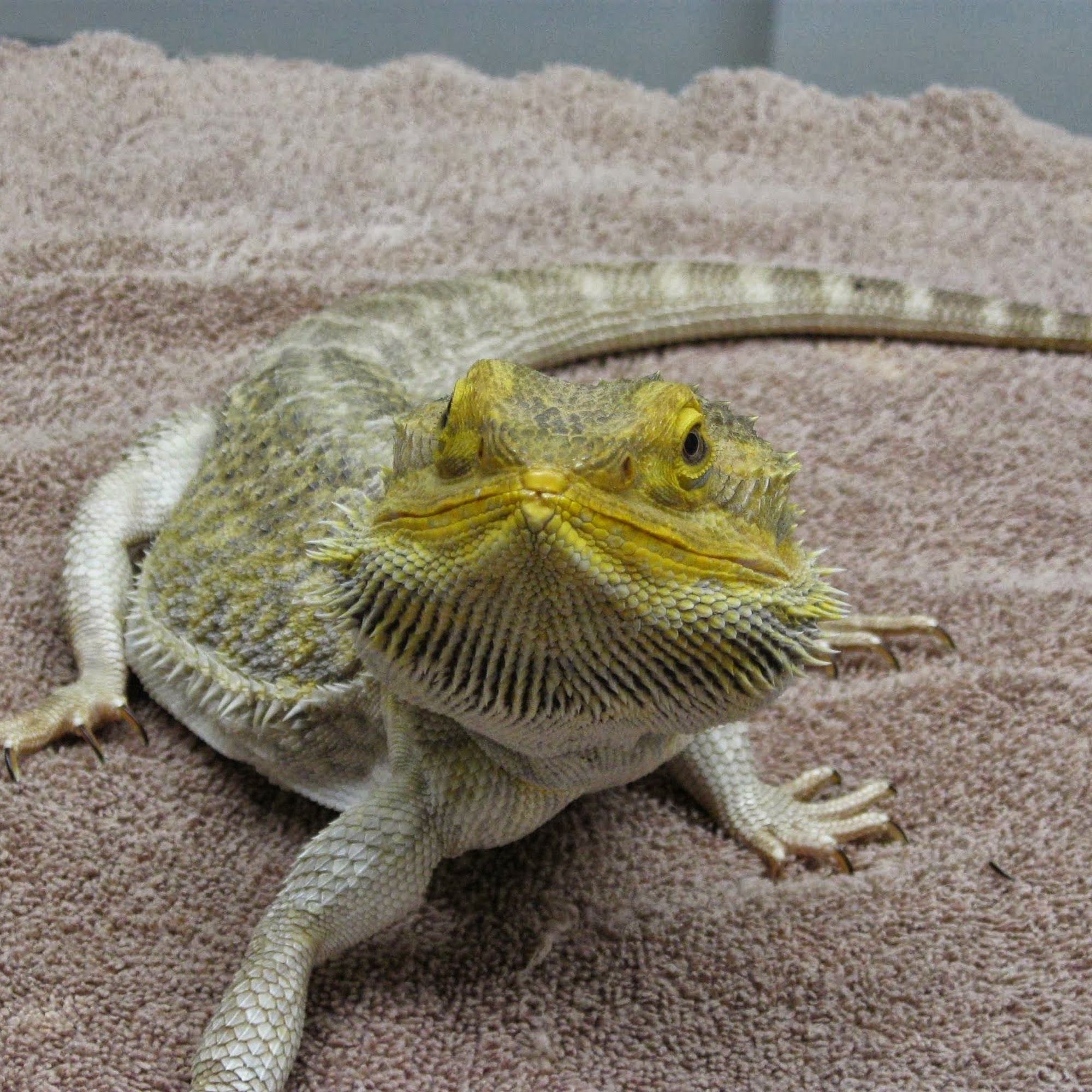 Tri-City Animal & Bird Clinic Ellisville