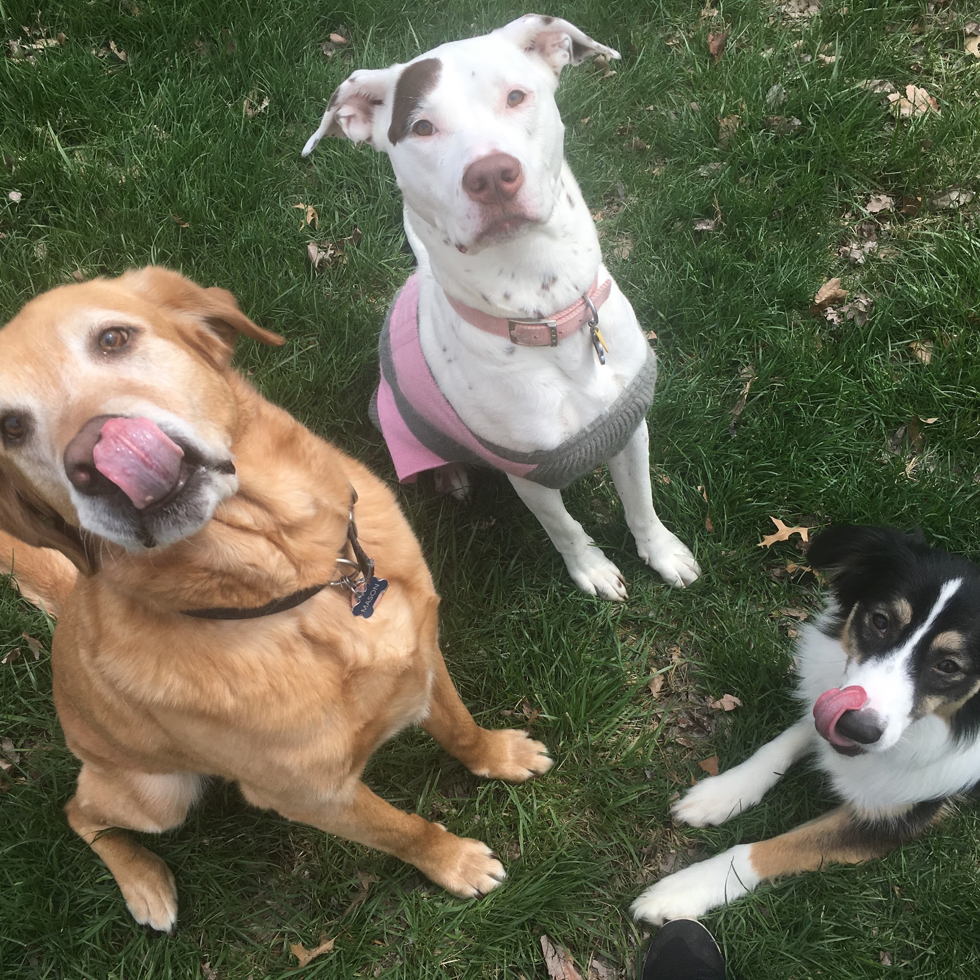 Mandy K9 LLC Ellisville