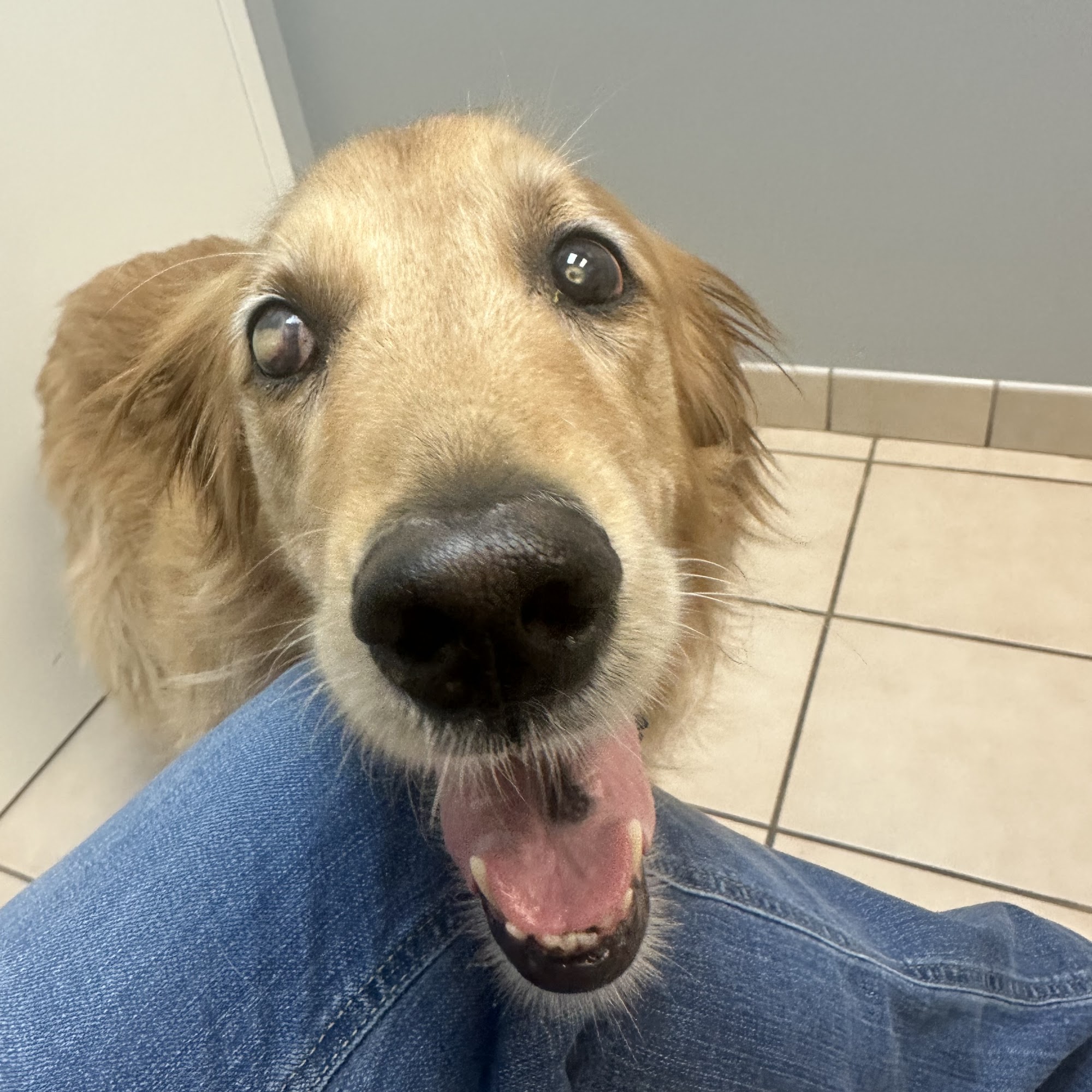 Animal Eye Associates of St. Louis- Ellisville Ellisville