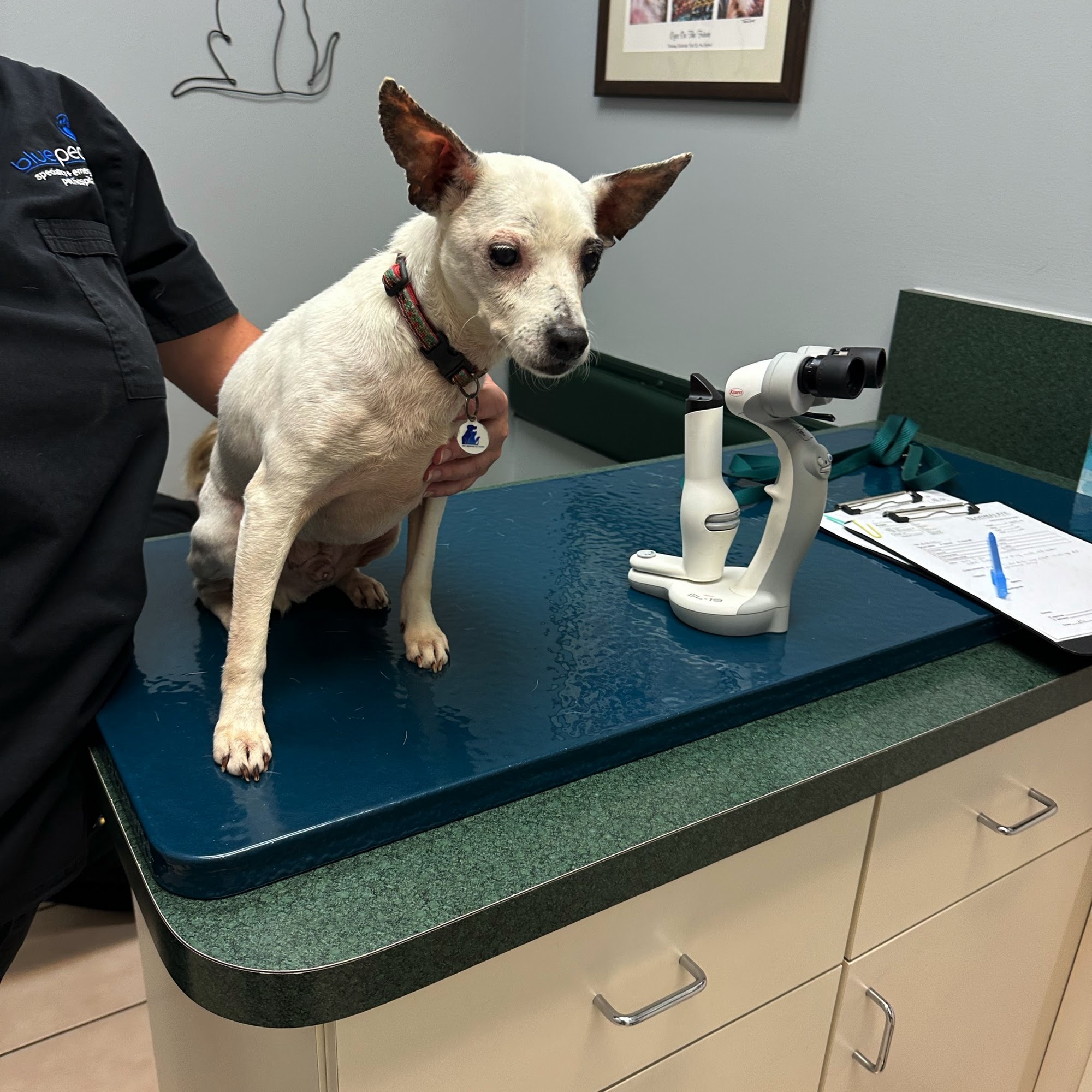 Animal Eye Associates of St. Louis- Ellisville 16396 Truman Rd, Ellisville Missouri 63011