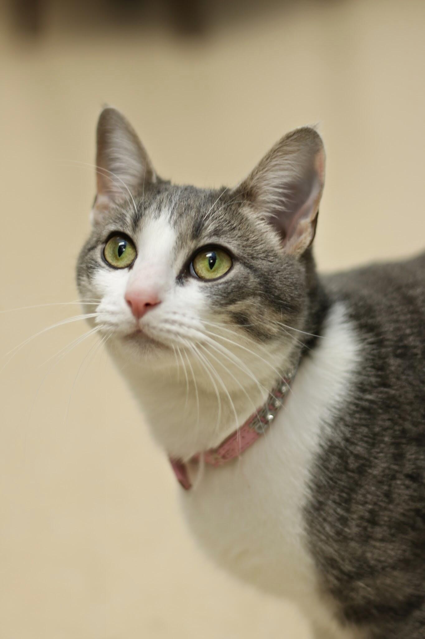 My Vet Animal Clinic Eureka