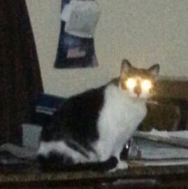 Eureka Veterinary Clinic Eureka