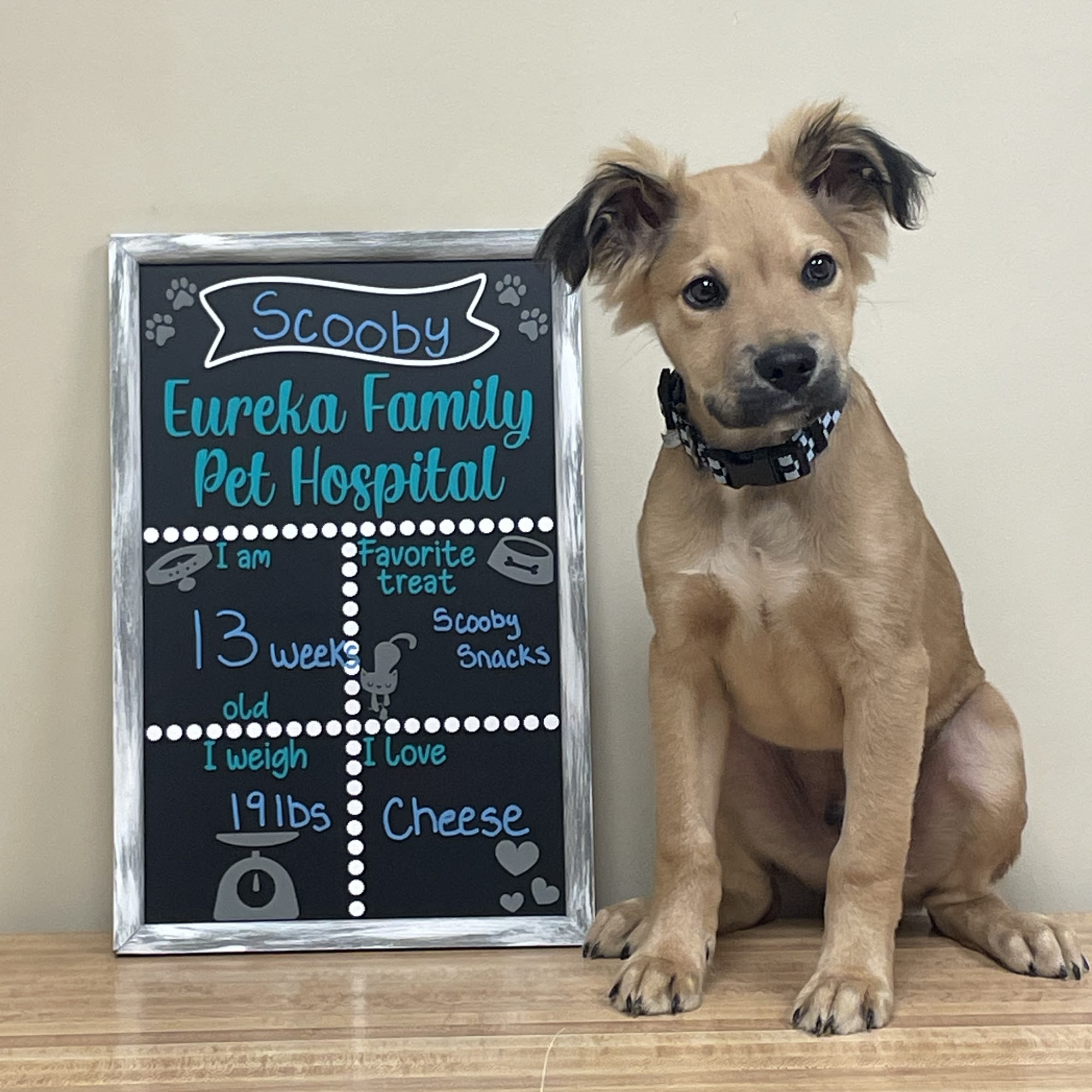 Eureka Family Pet Hospital Eureka